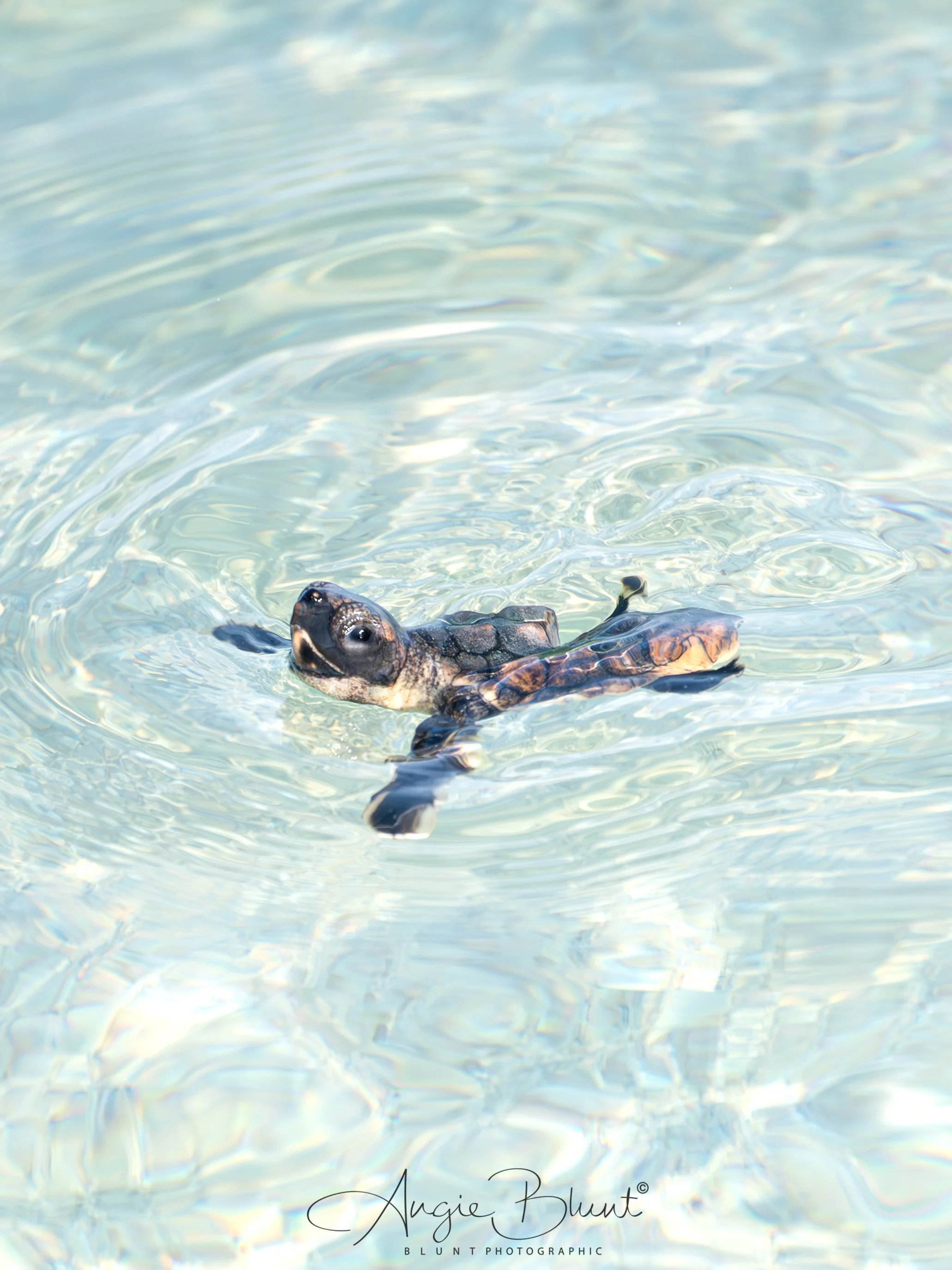 daytimeturtleboiljustinsnest08072025.jpg