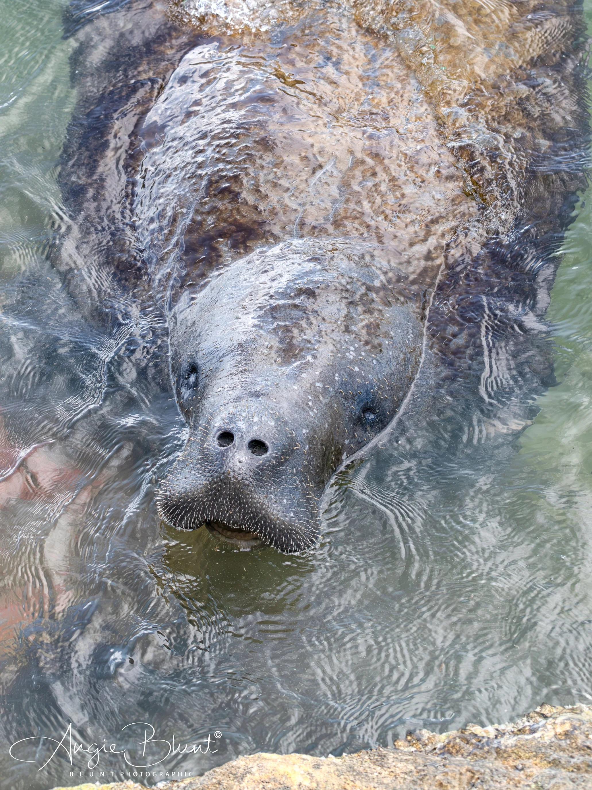 manateecloseupcoquinabeachsouthbayside07312025-4.jpg