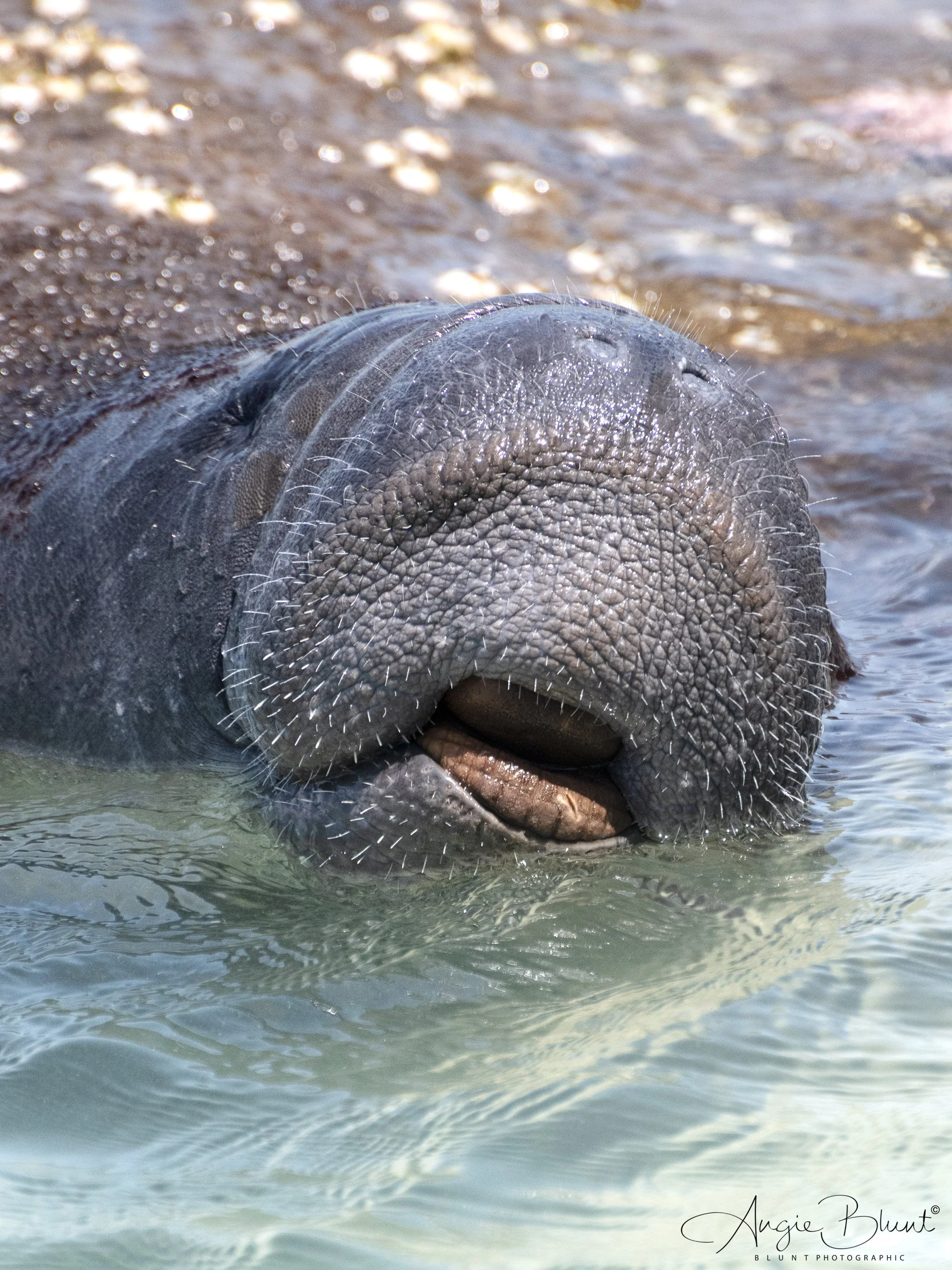 manateecloseup05082025.jpg