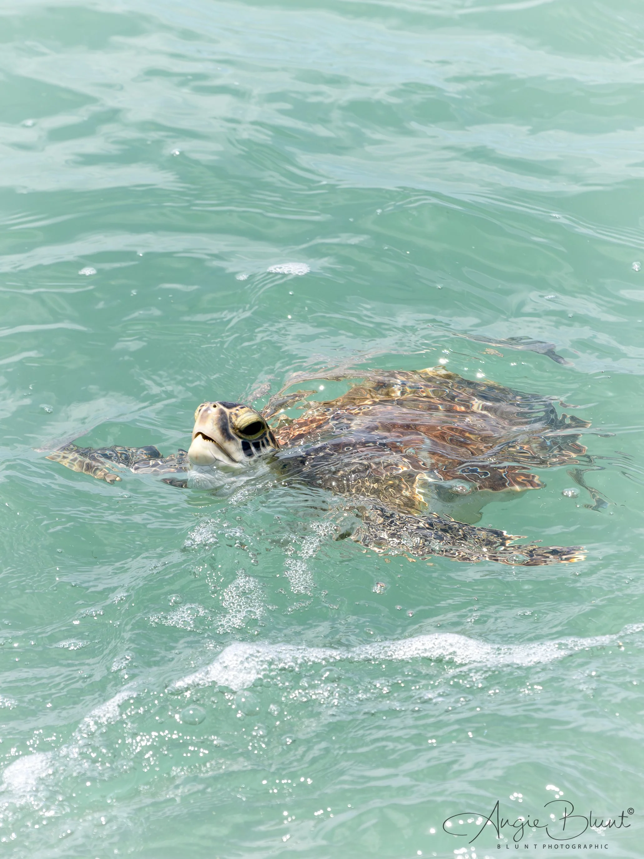 juvenilegreenseaturtle07012025.jpg