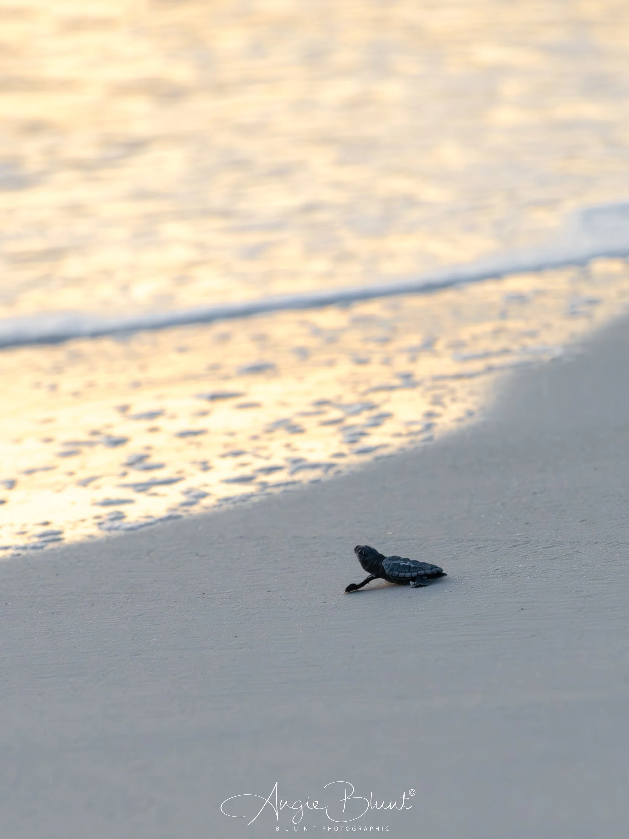 babyloggerheadouttosea08292025.jpg
