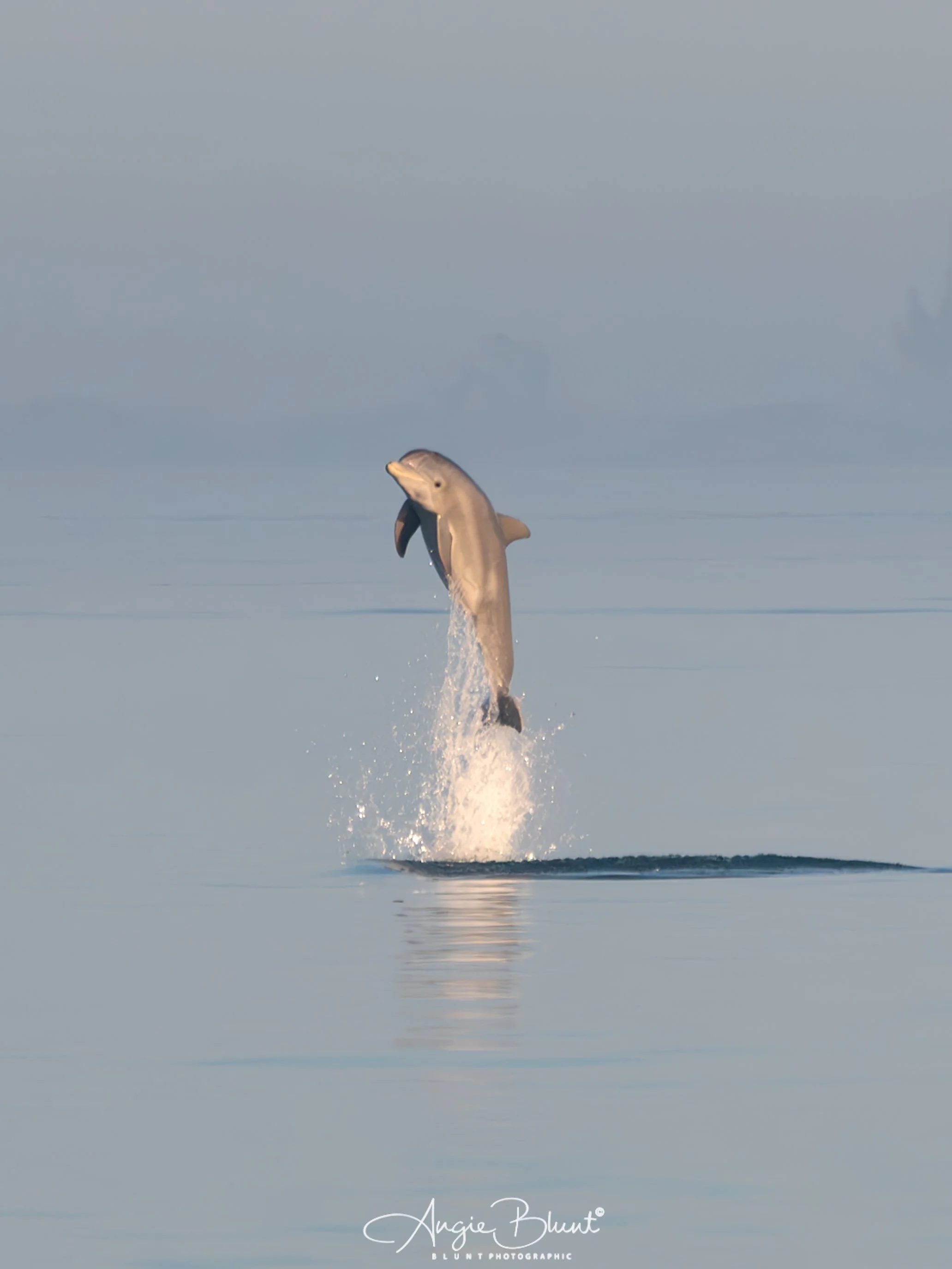 jumpingdolphin02062025.jpg