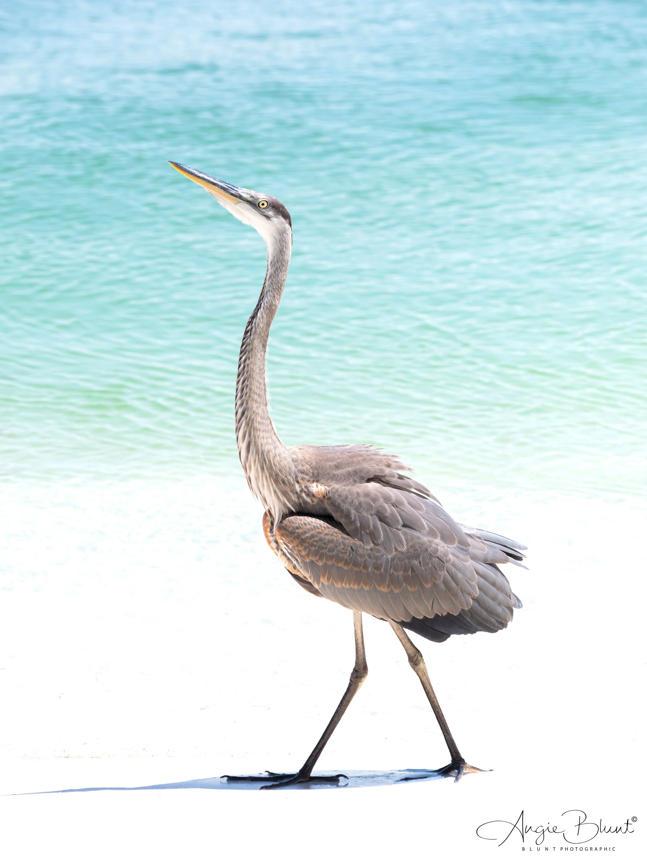 gbhcoquina08282025.jpg