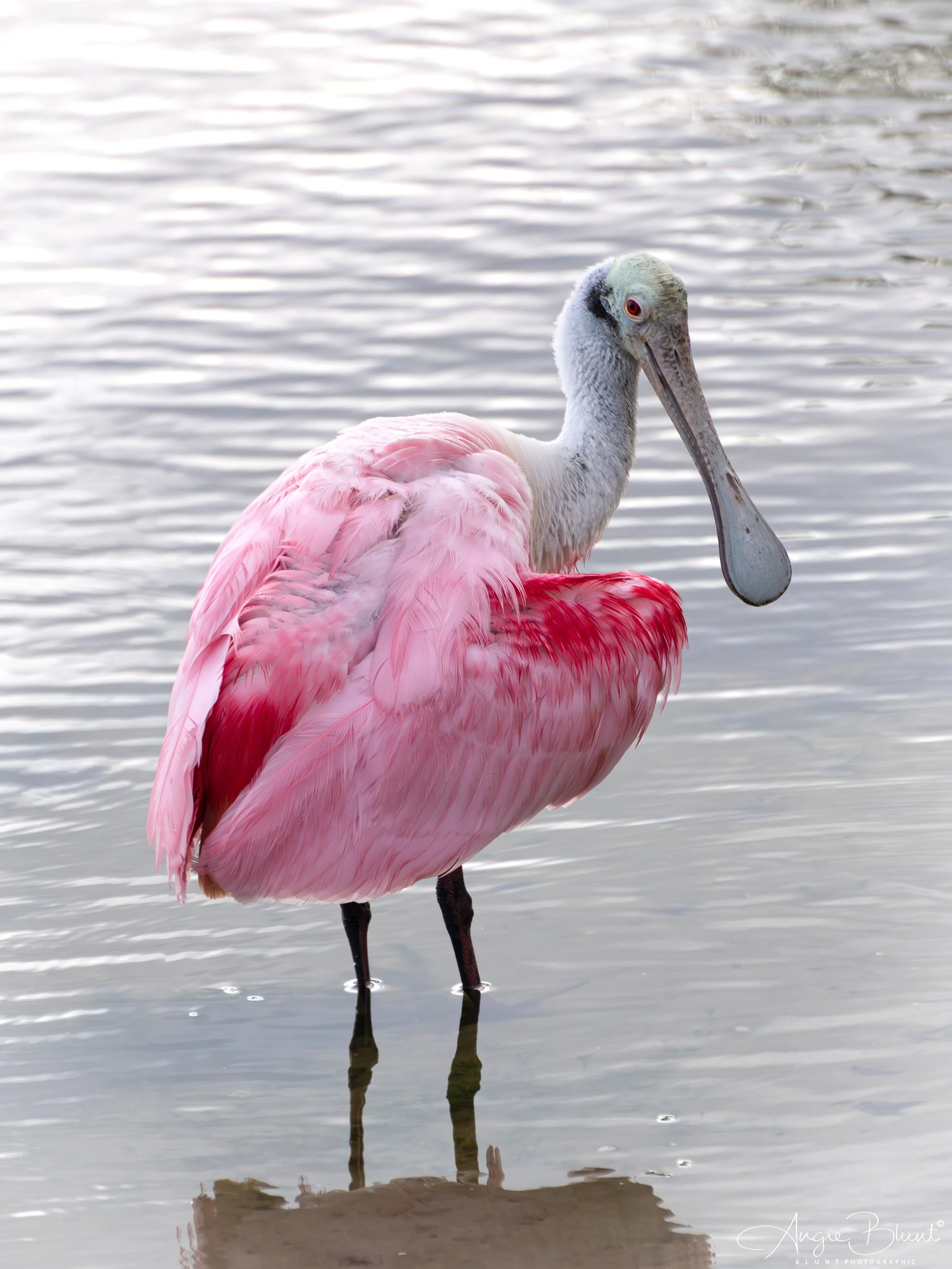 roseatespoonbillheartshape06042025.jpg