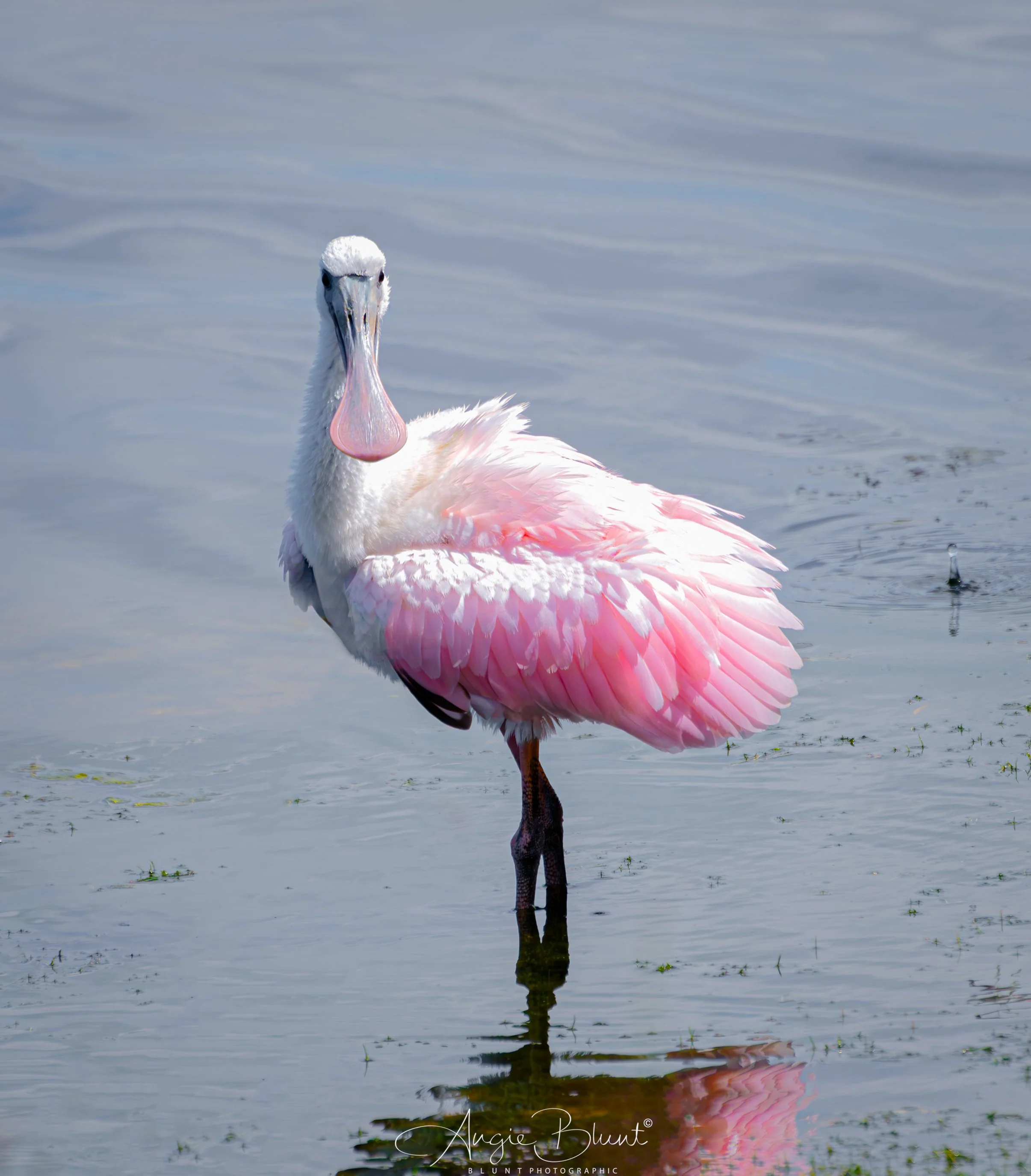 immaturespoonbill5202025.jpg