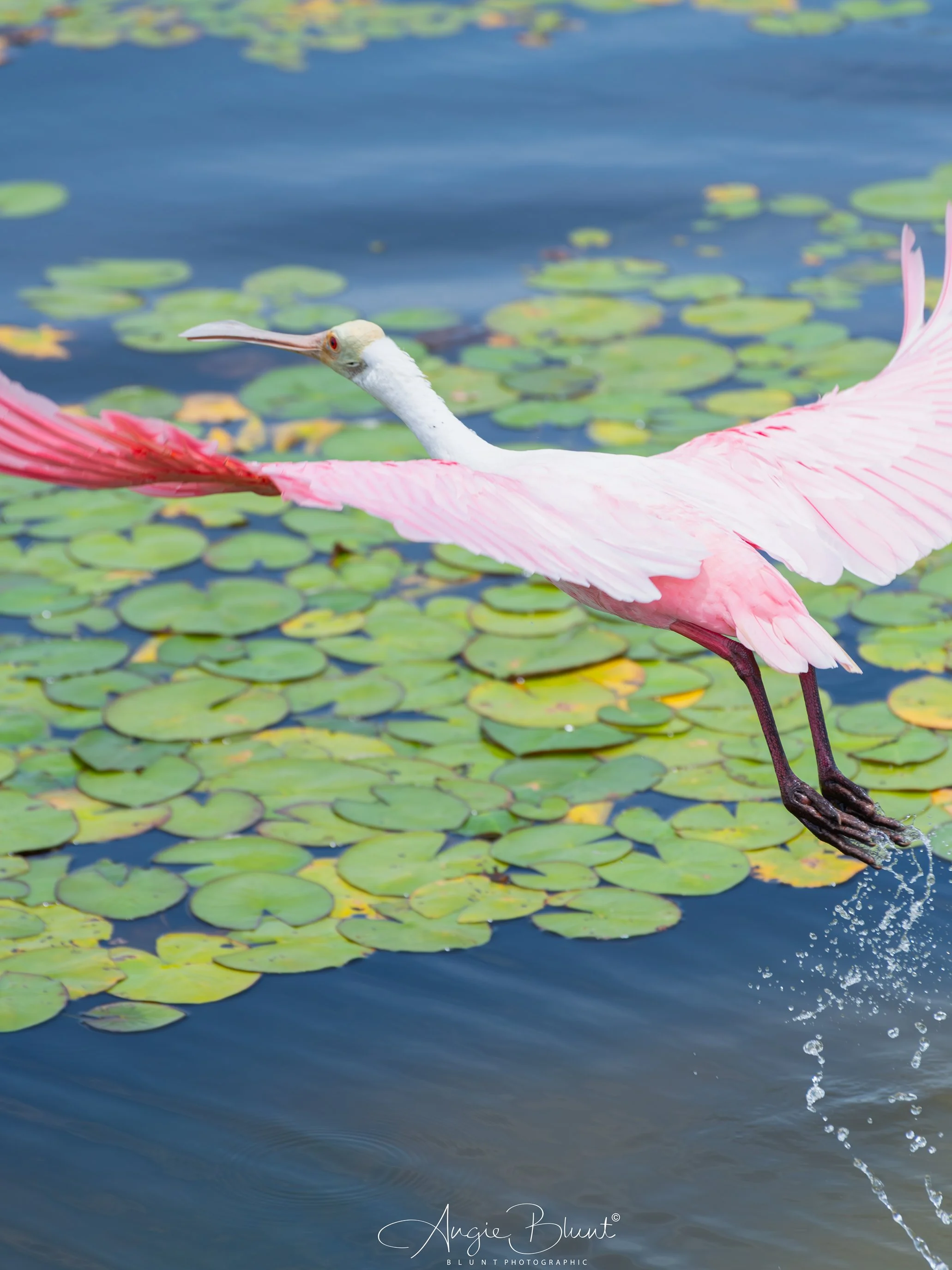 pinkspoonbillinflight07222025.jpg