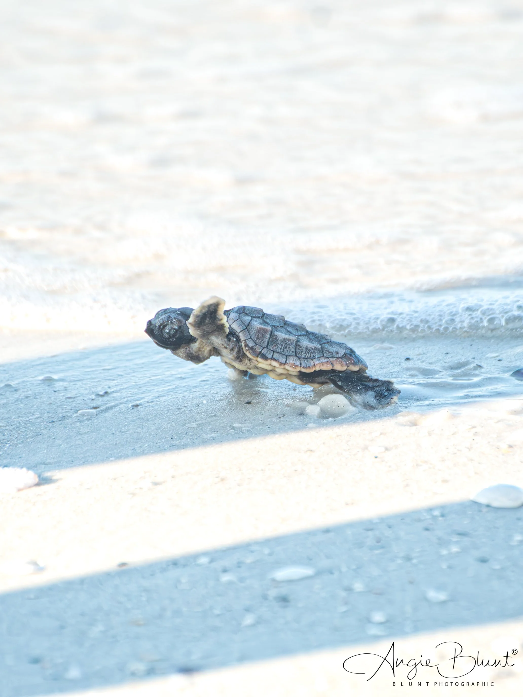 justinsnestturtlegoingintowater08072025.jpg