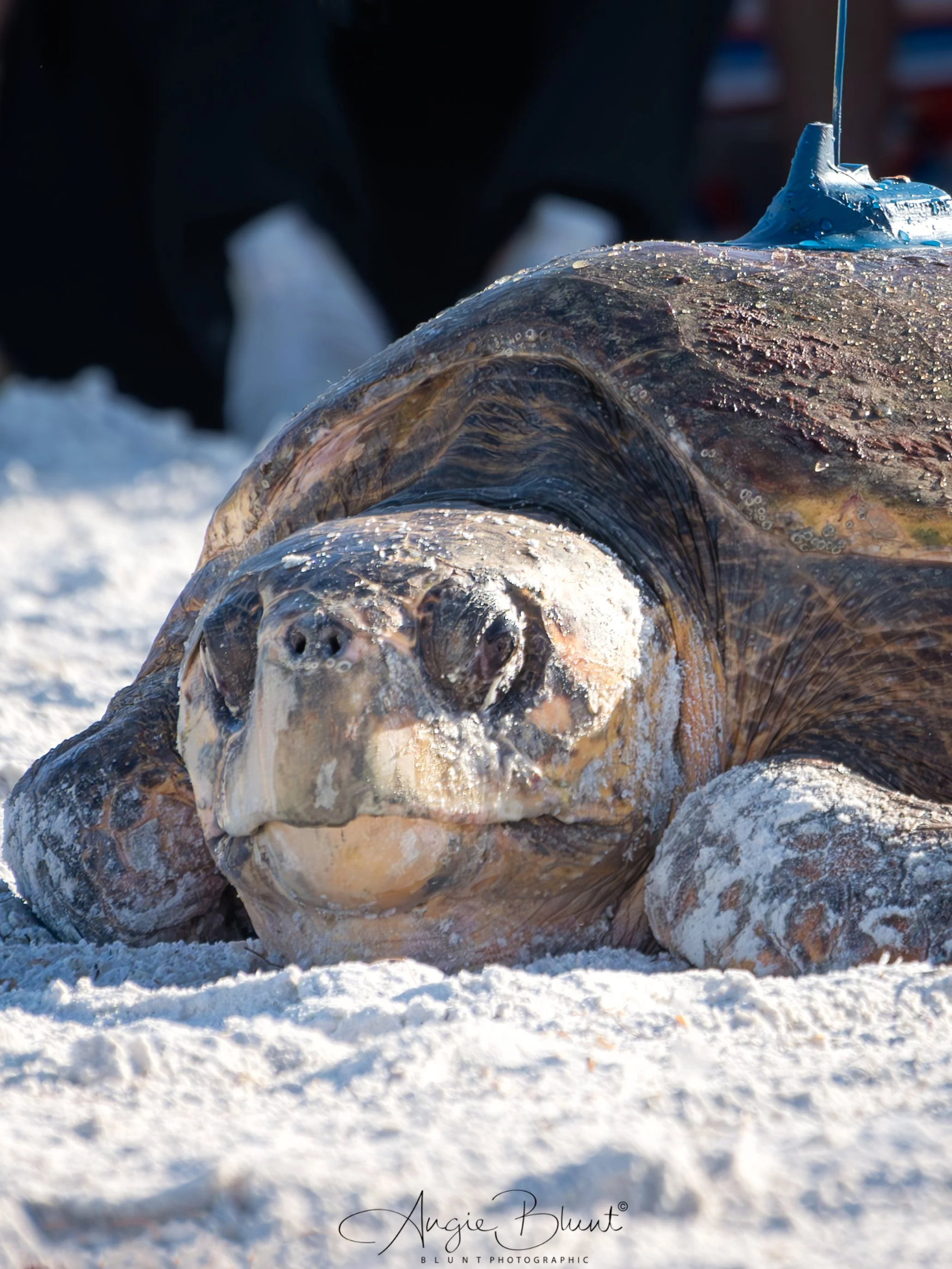 winnieturtlereleasecloseup06232025.jpg