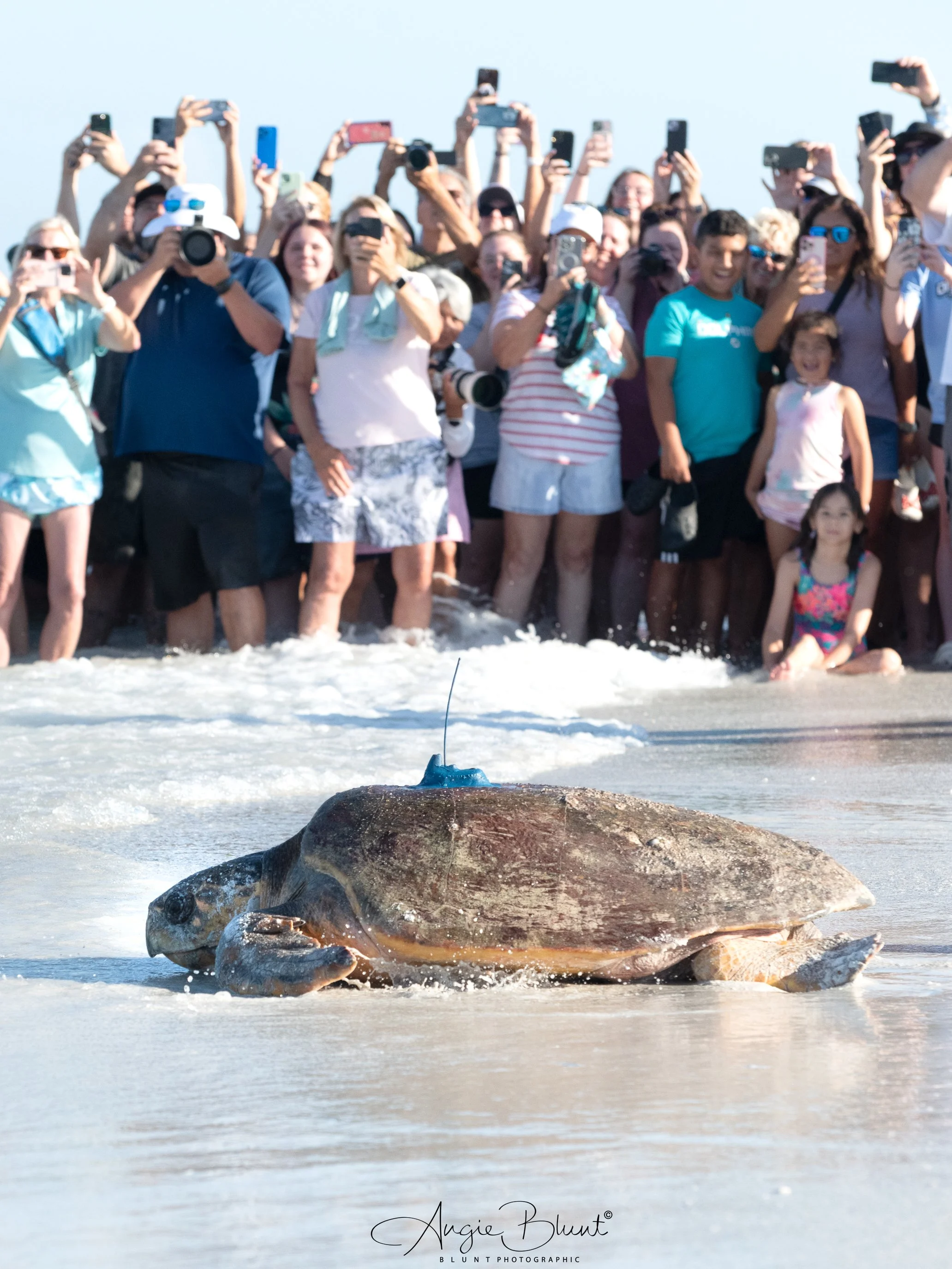 winnieturtlerelease06232025.jpg