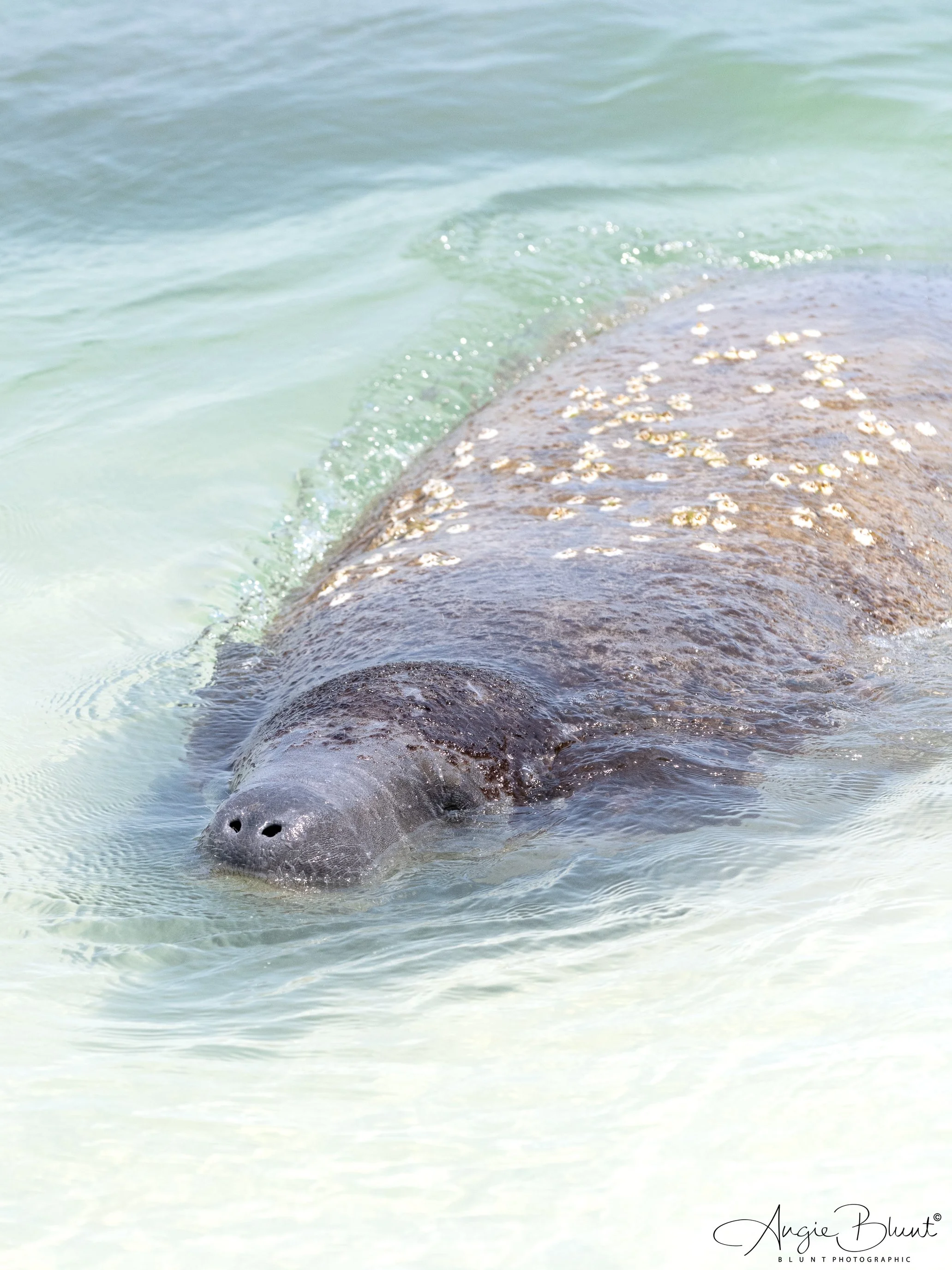 manateecoquina05082025-2.jpg