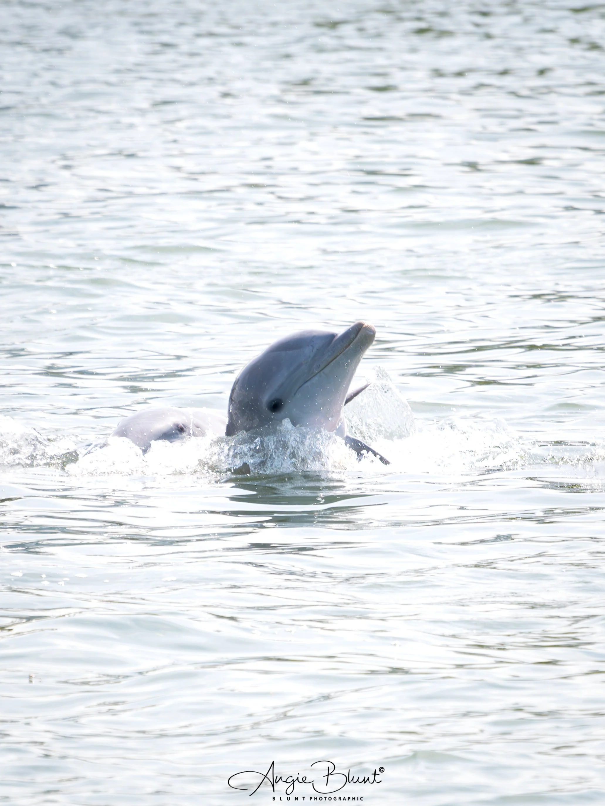 dolphinwithfrontflippers04222025.jpg