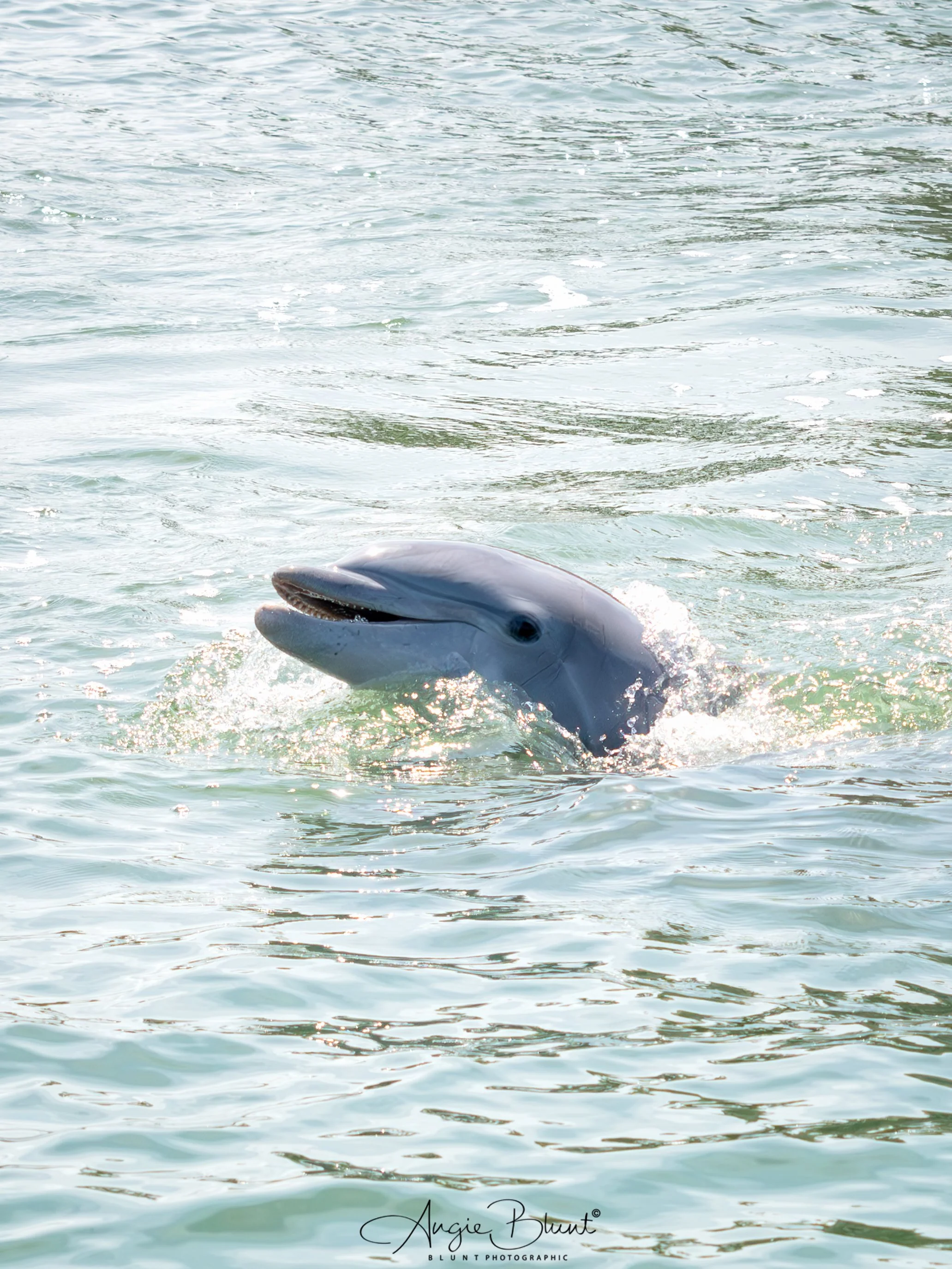dolphincloseupwithteeth04222025.jpg