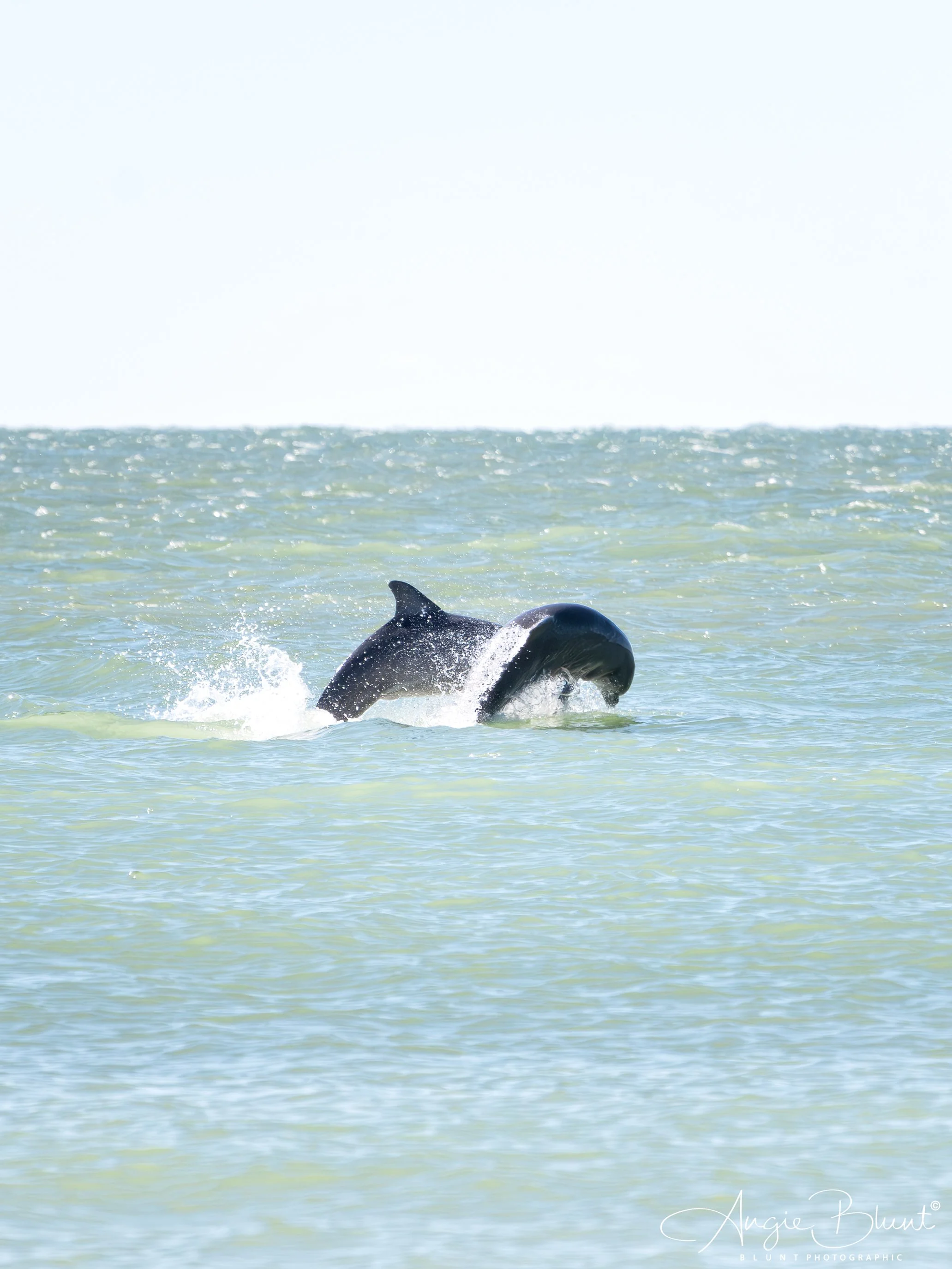 dolphinsporpoisingcoquina12022024.jpg
