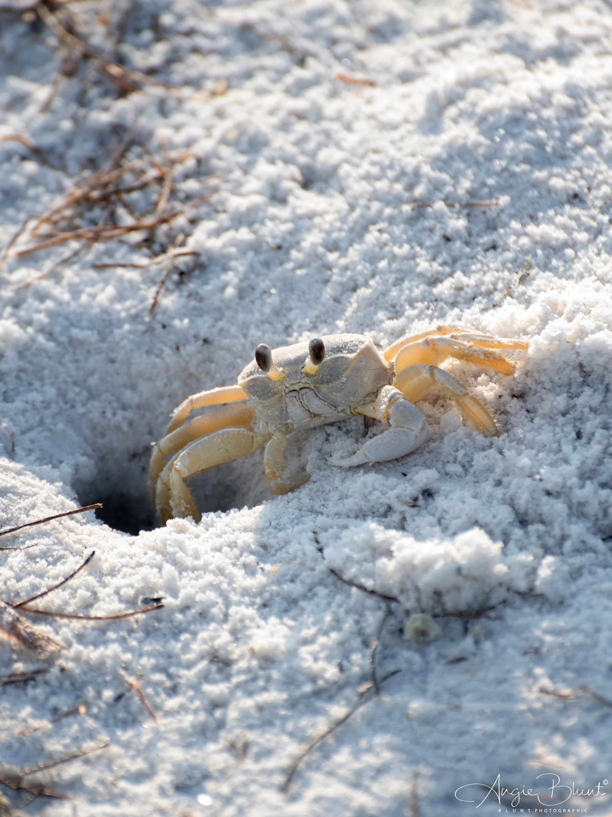ghostcrabholmesbeach09142024.jpg