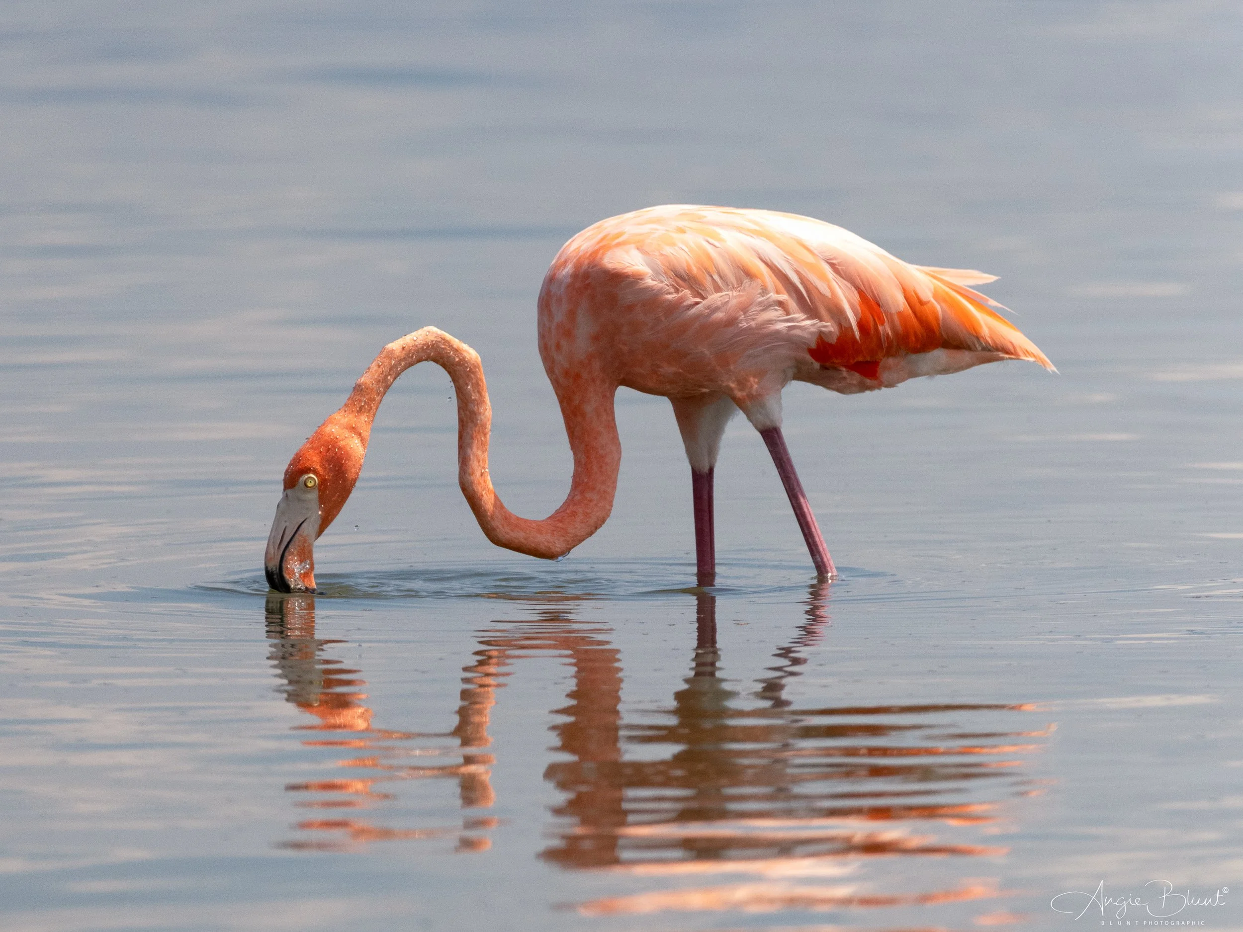peachesfeedingfortdesoto09132023.jpg