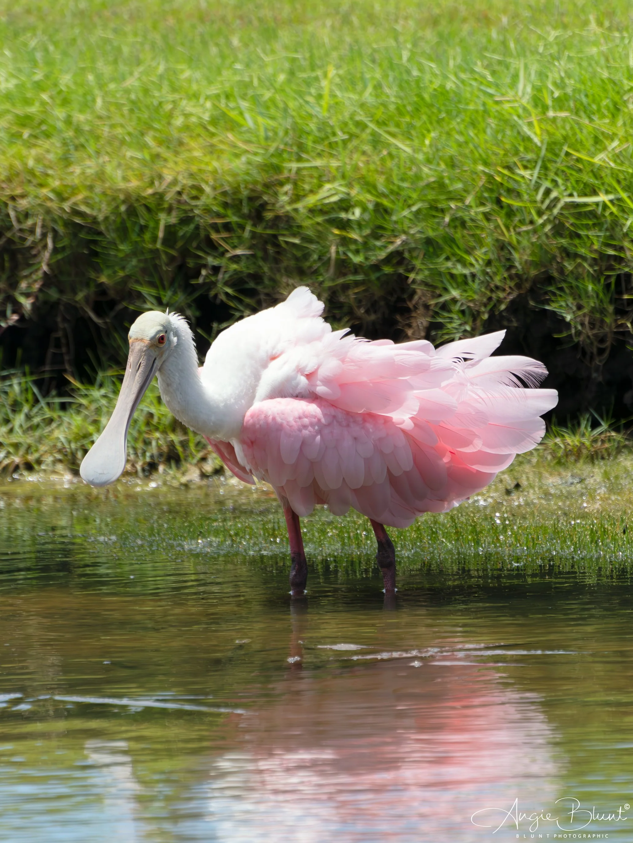 roseatespoonbilllbk07172025.jpg