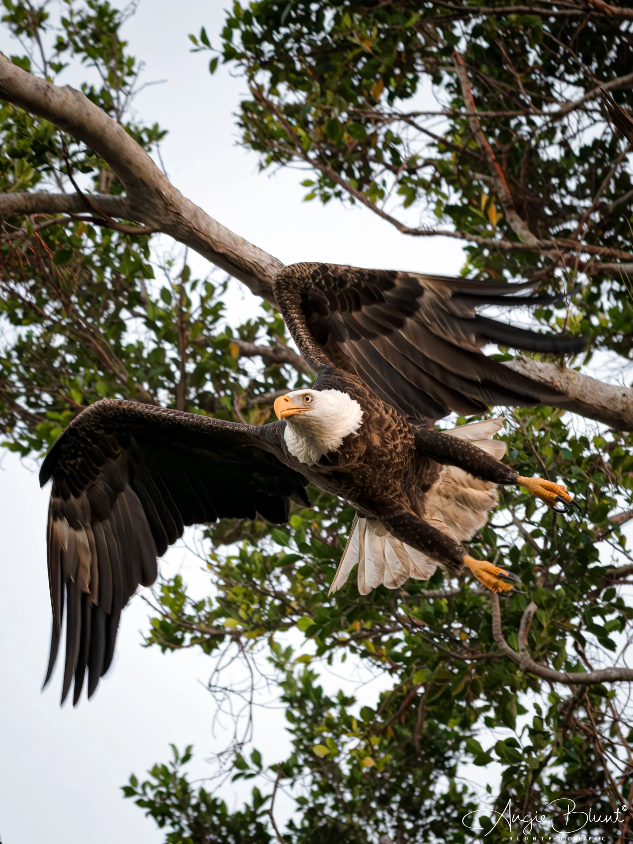 pbcbaldeagle02052025.jpg
