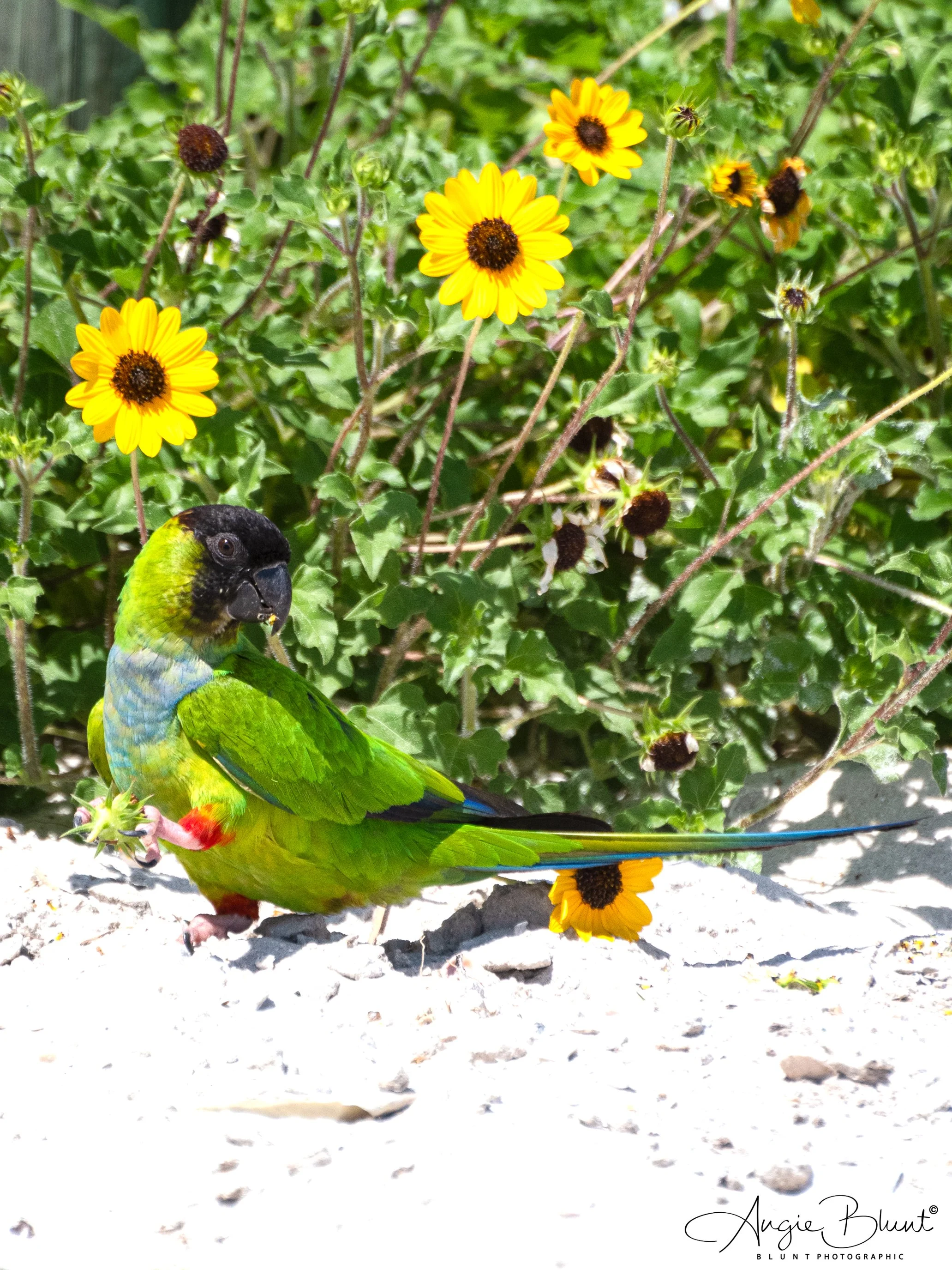 nanadayparakeetholmesbeachonsandsideview04282025.jpg