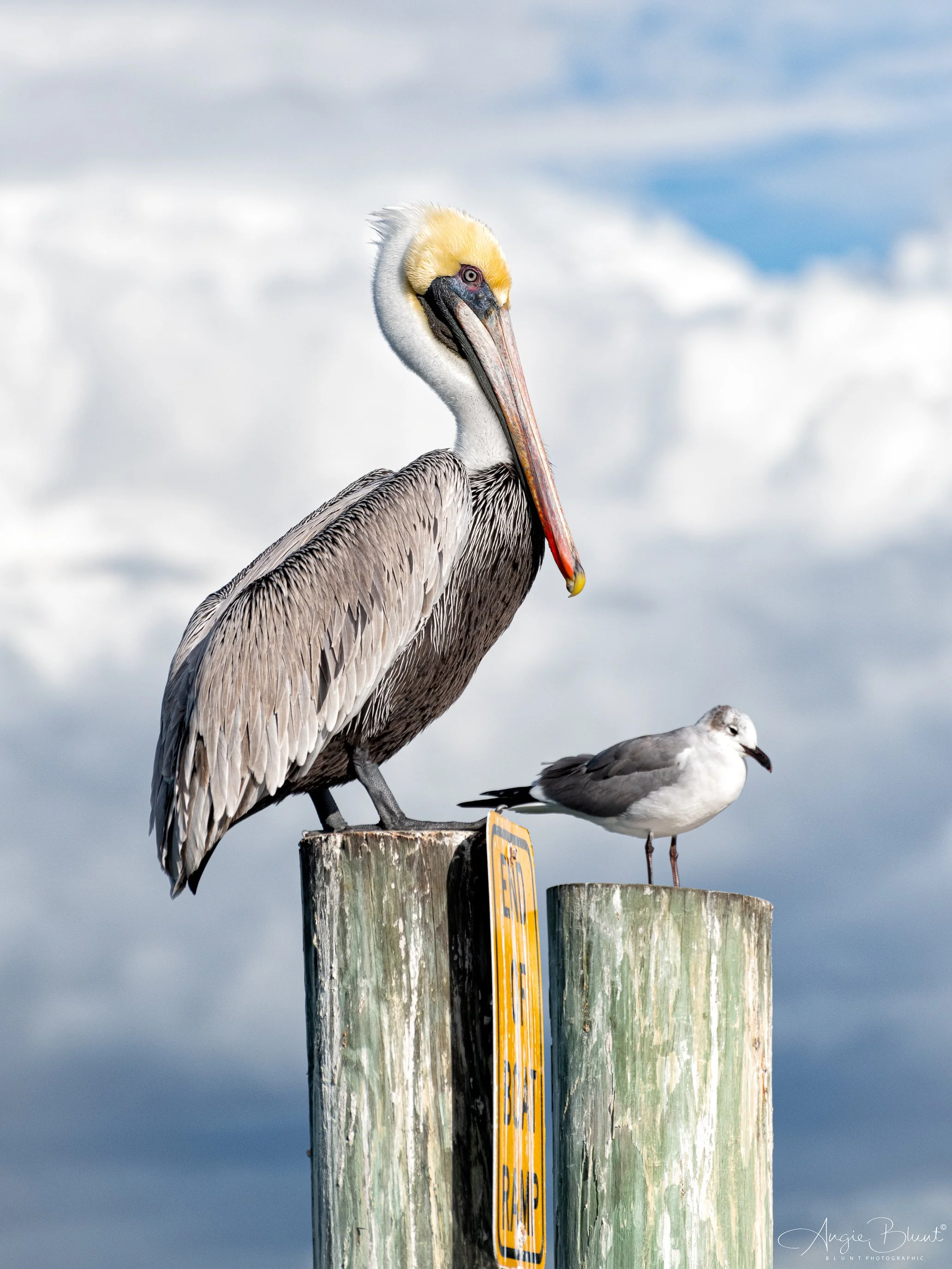 pelicanandseagullkingfishboatramp02052024.jpg