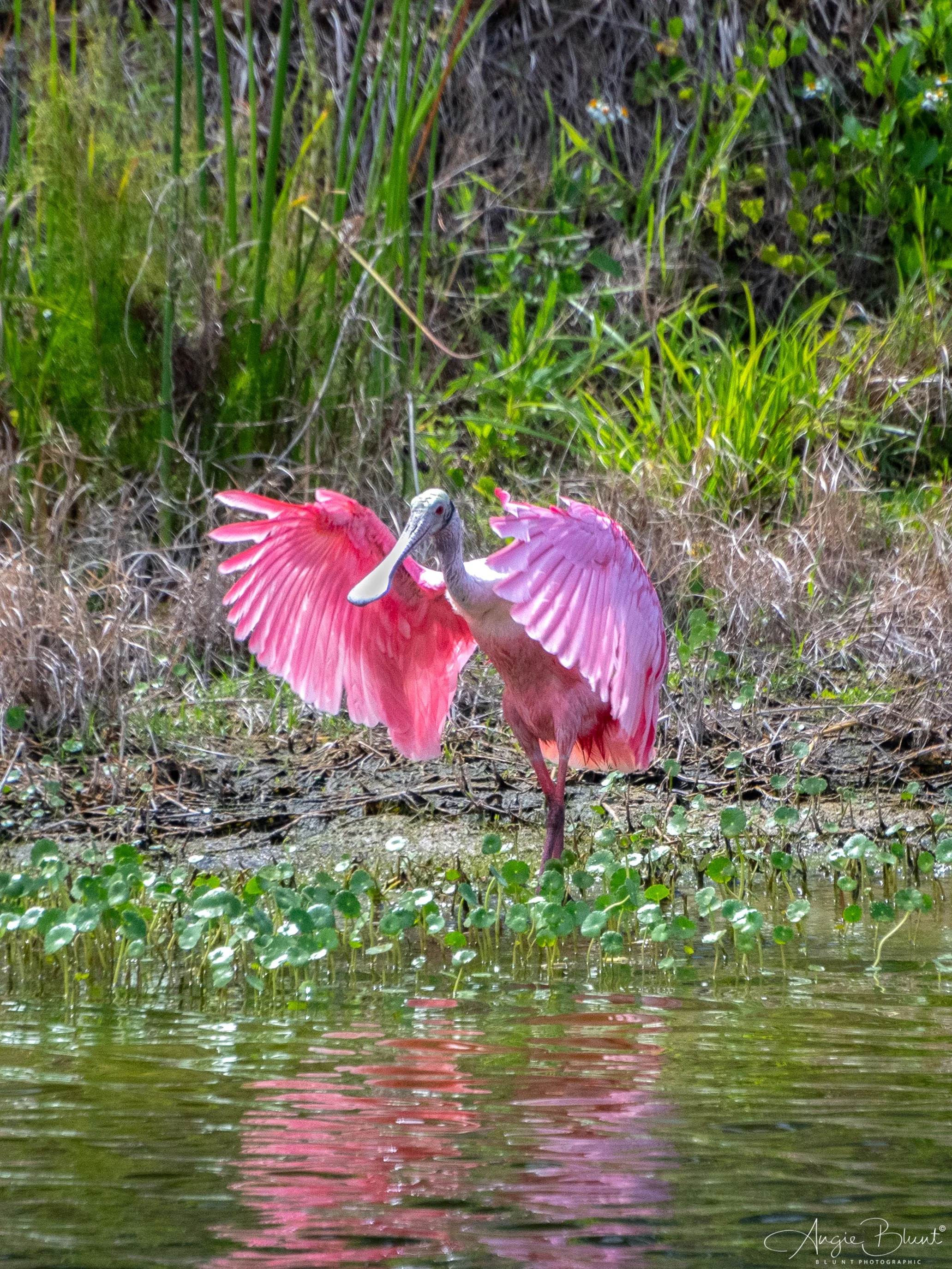 pinkspoonbillpbc04232024.jpg