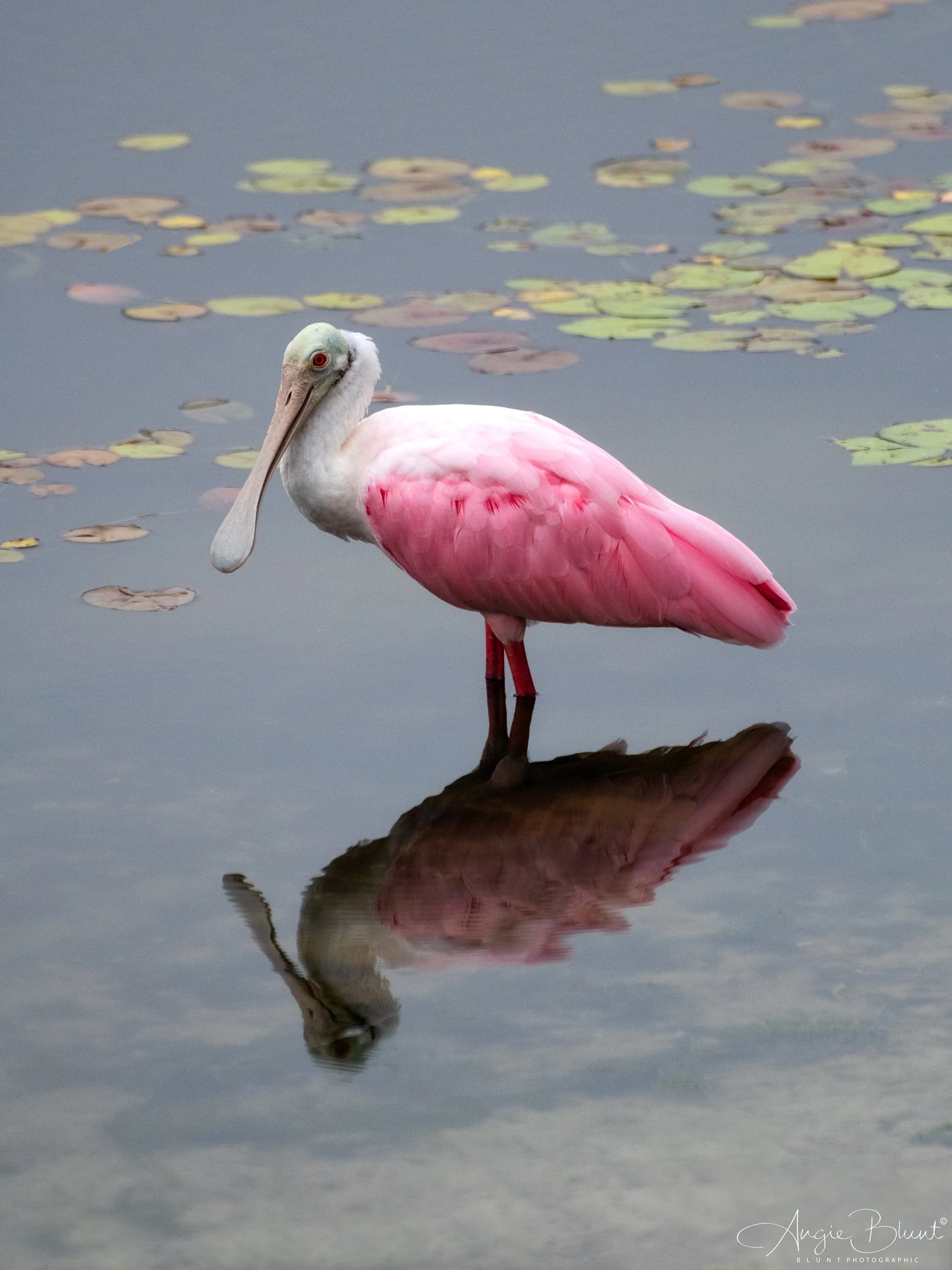 PBCPinkSpoonbill07092024-2.jpg
