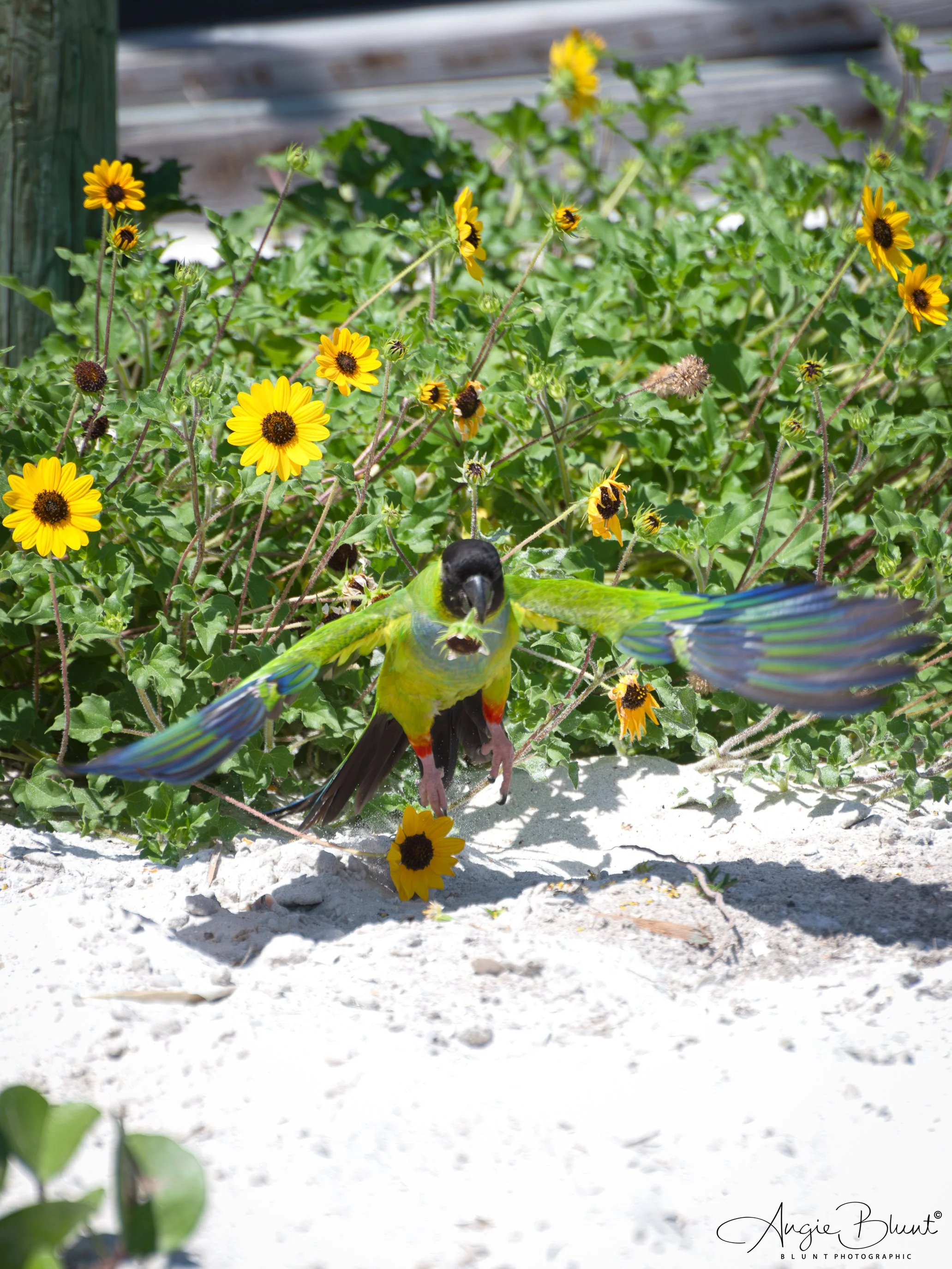 nanadayparakeetholmesbeach04282025.jpg