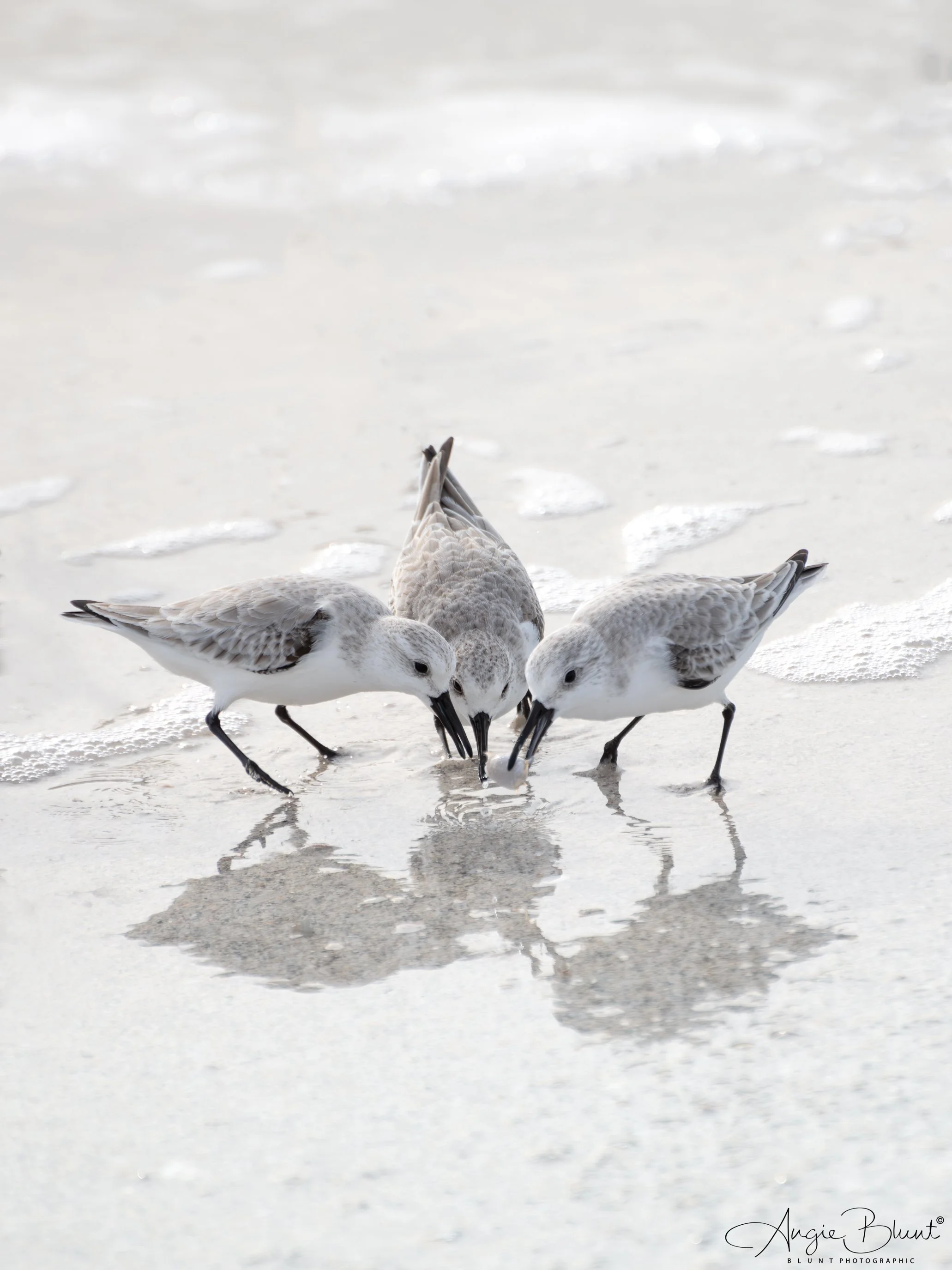 sandpipertriol01032025 copy.jpg