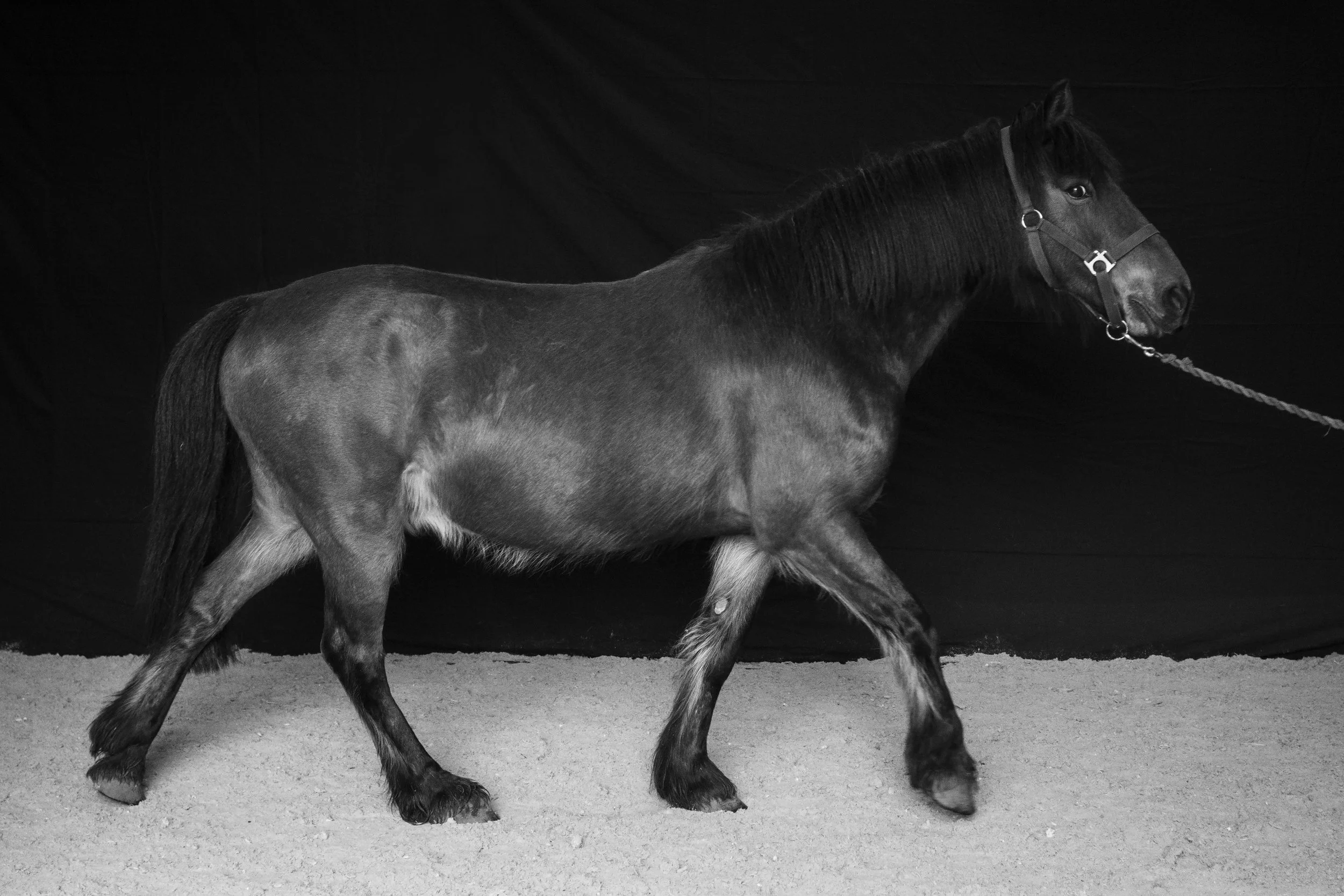 _DSC3926-1-editblackbg-8bit-flat-blackhorsewidebackdrop.jpg