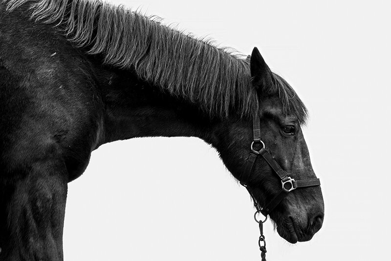 The Black Horse — Yao Yeong