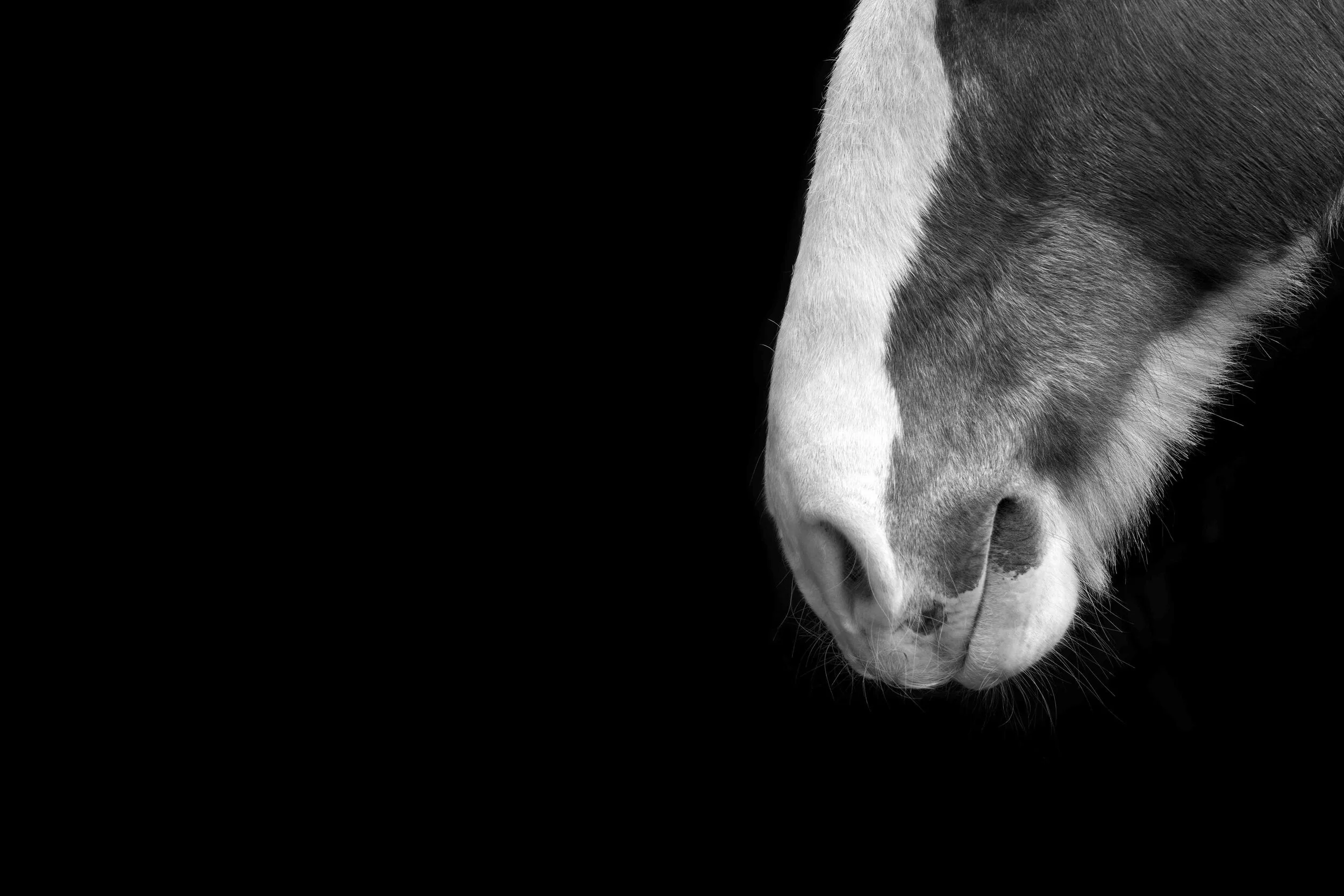 Nose