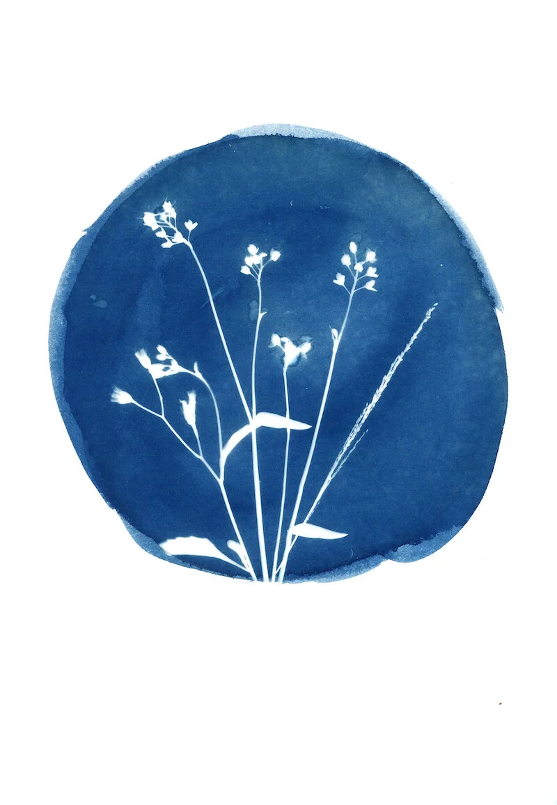 Cyanotype-107.jpg