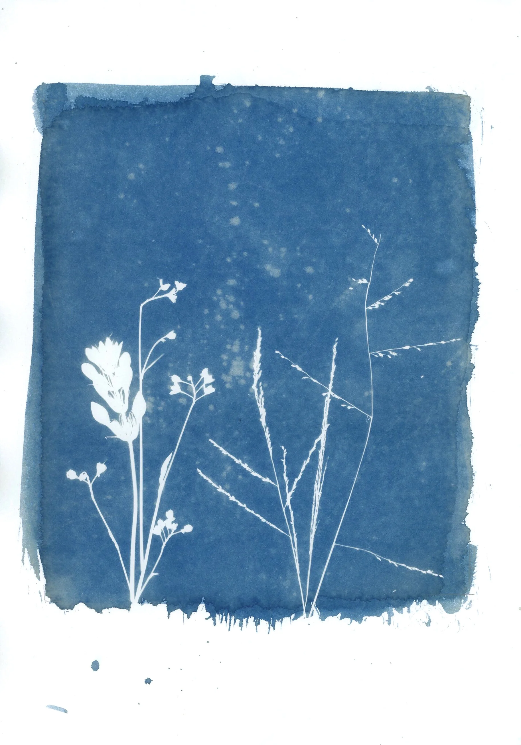 Cyanotype-121.jpg