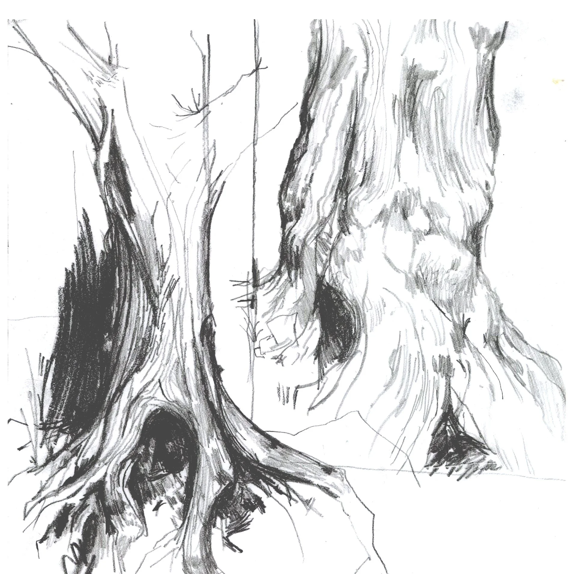 burlytree2 copy.jpg