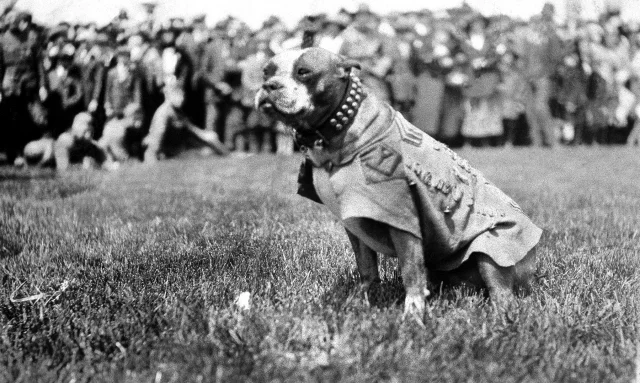 The real Sgt. Stubby circa 1917, New Haven, Ct.