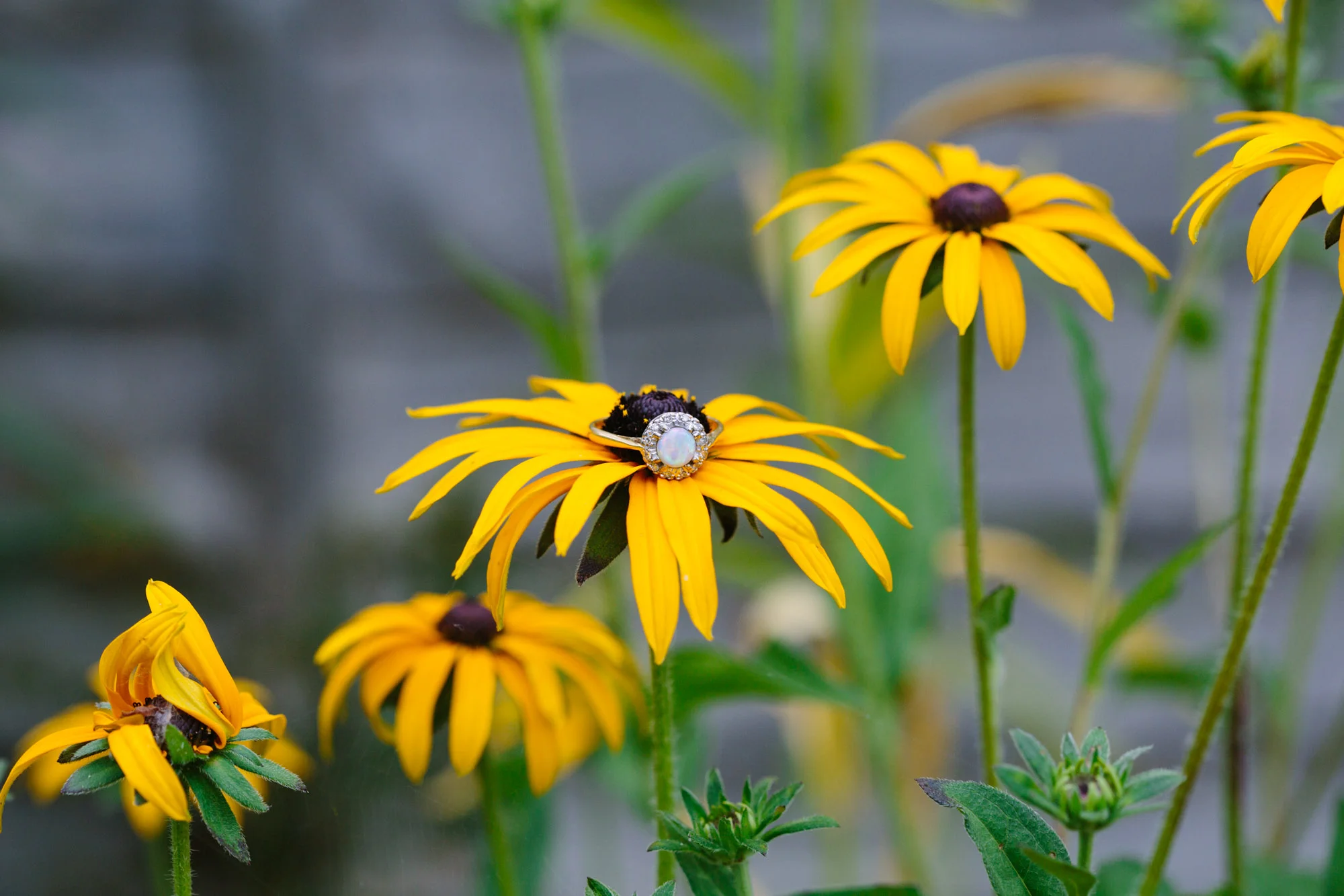 JessicaJillPhotography-7.jpg