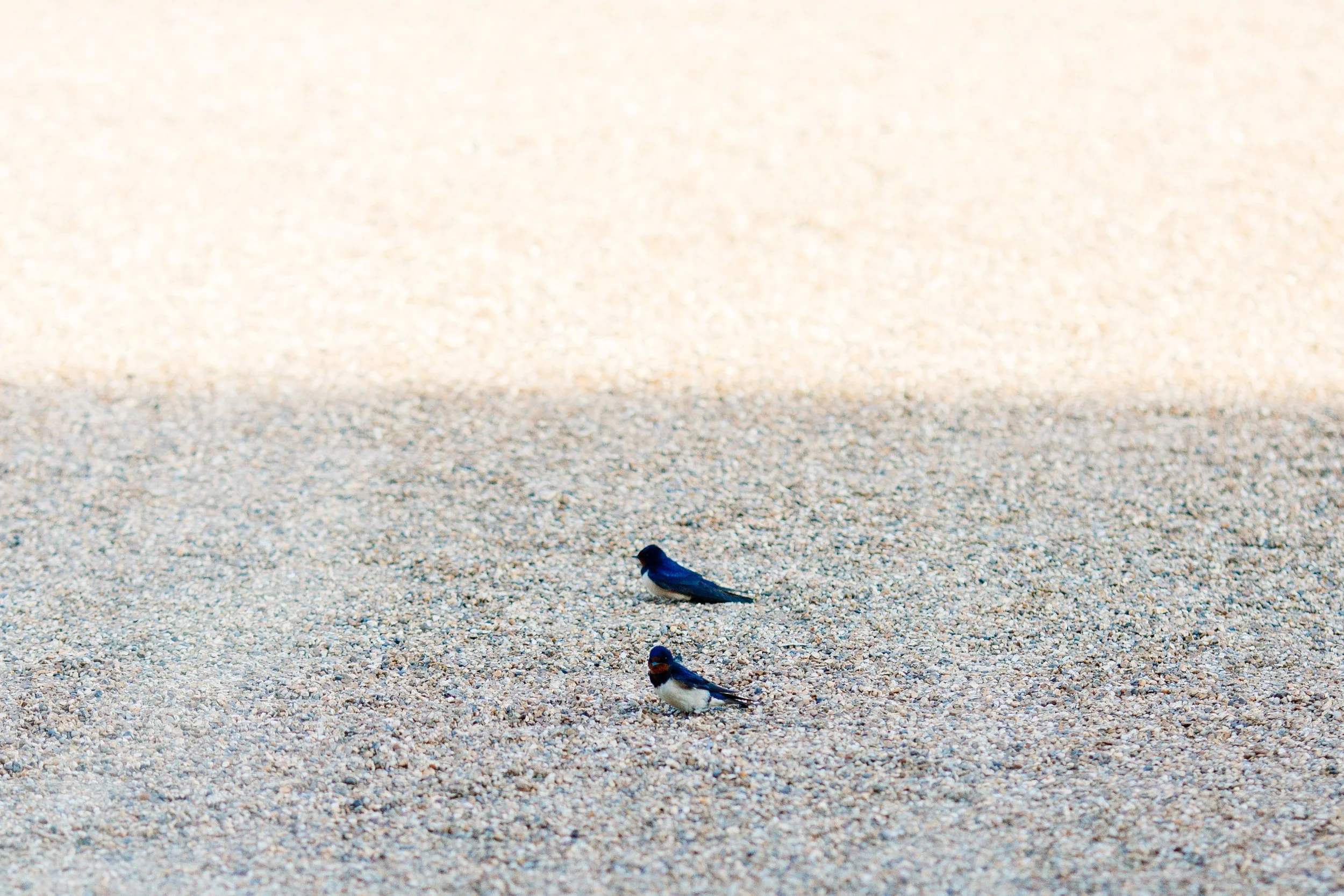 JessicaJillPhoto-16.jpg