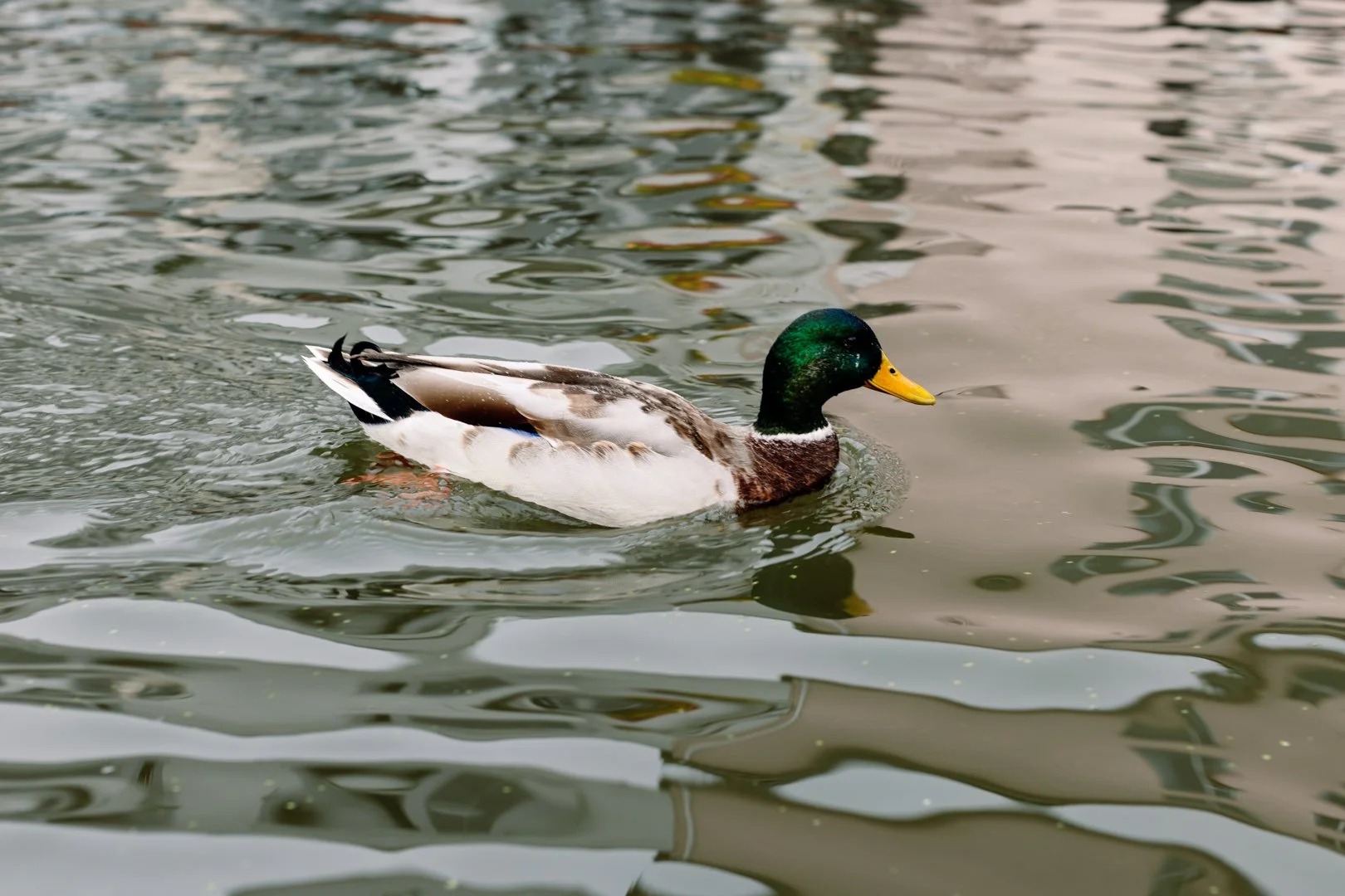 JessicaJillPhoto-15.jpg