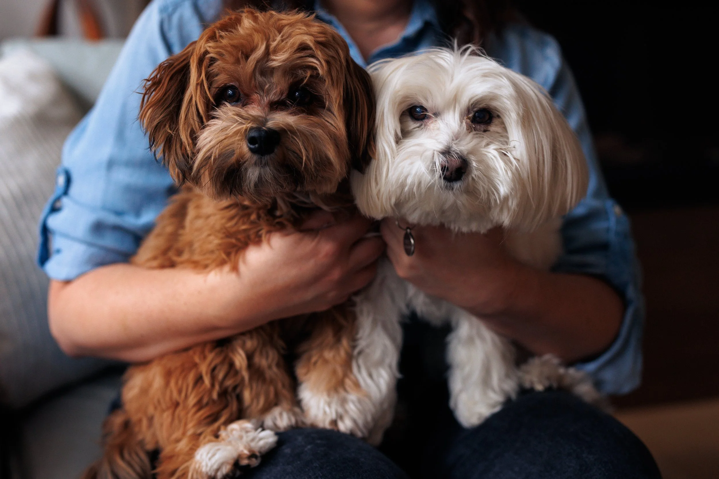 Person holding two small dogs, one with brown and black fur and the other with white fur, both looking directly at the camera.