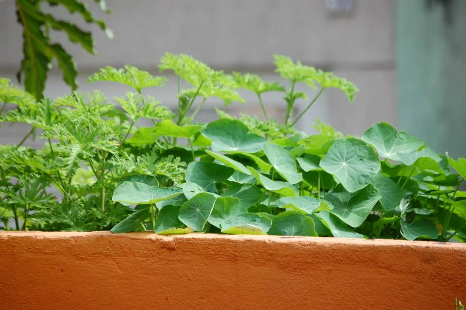 Horta_Urbana_01.jpg
