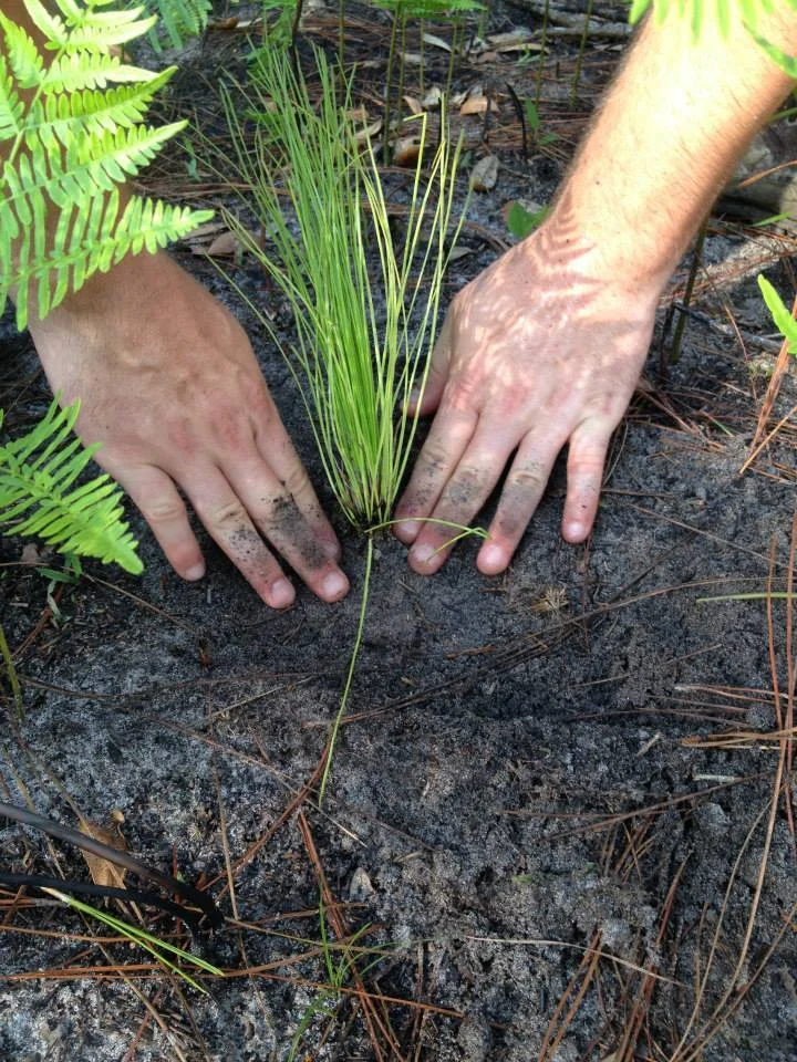 Tree Planting 3.jpg