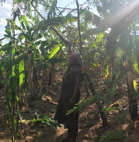The Group Leader holds a two-year old tree intercropped in a banana plantation.