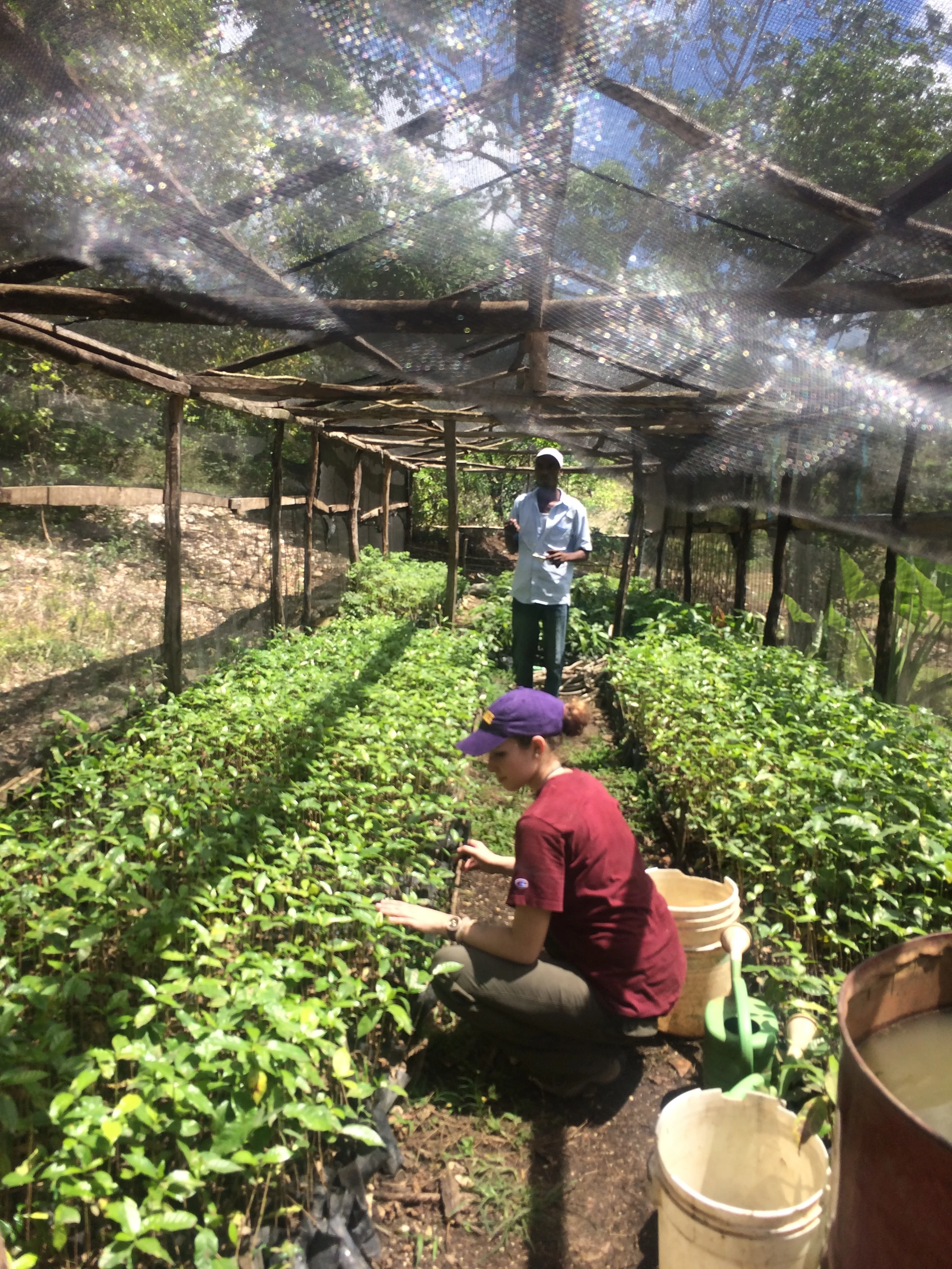 A Sewanee student plants seedlings in the Zanmi Kafe Nursery
