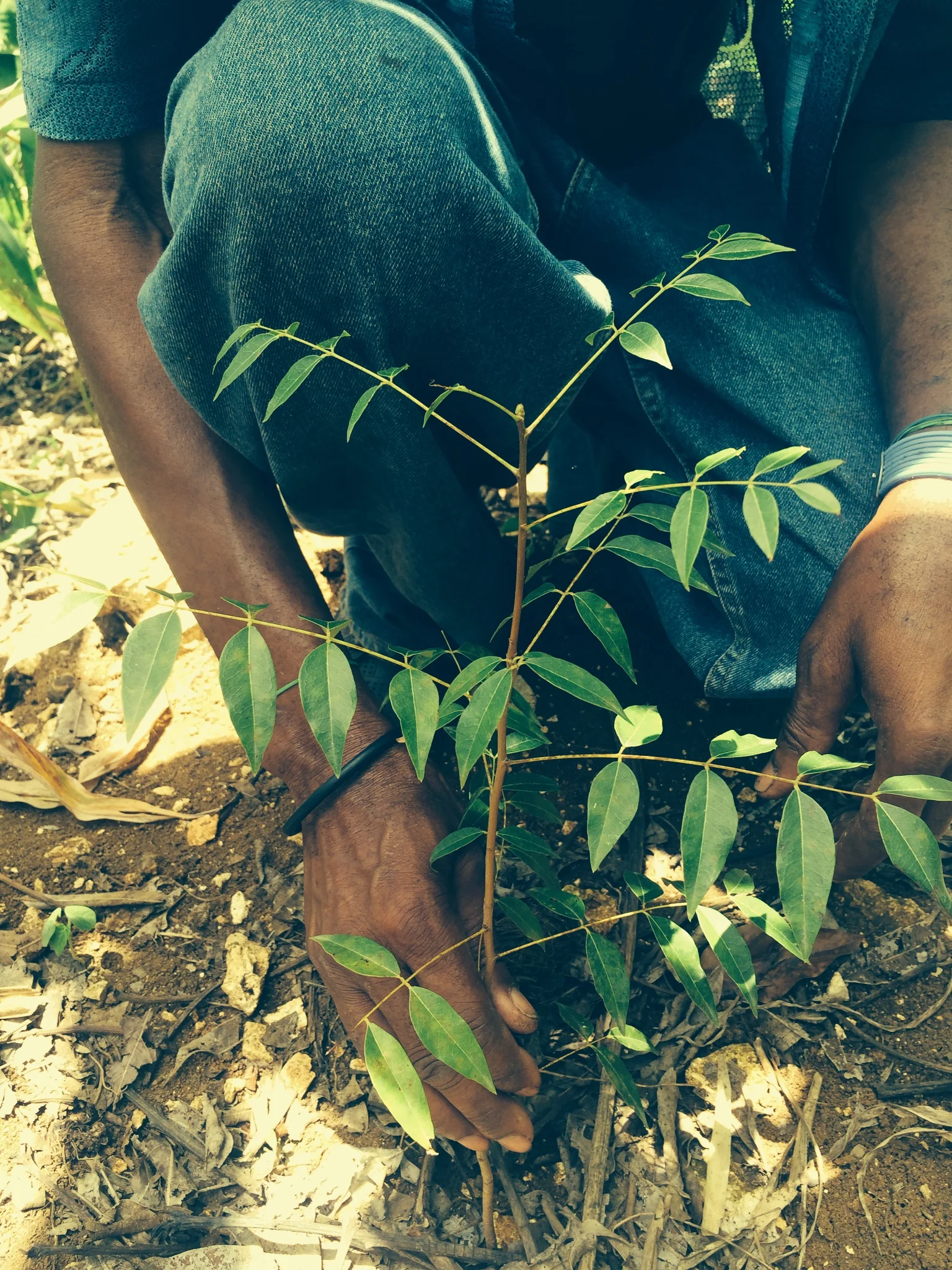 MPTseedling2014.jpg