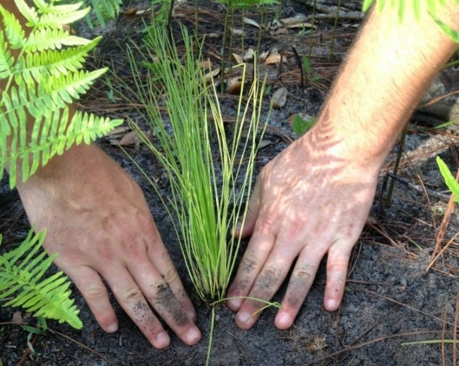 Planting.jpeg