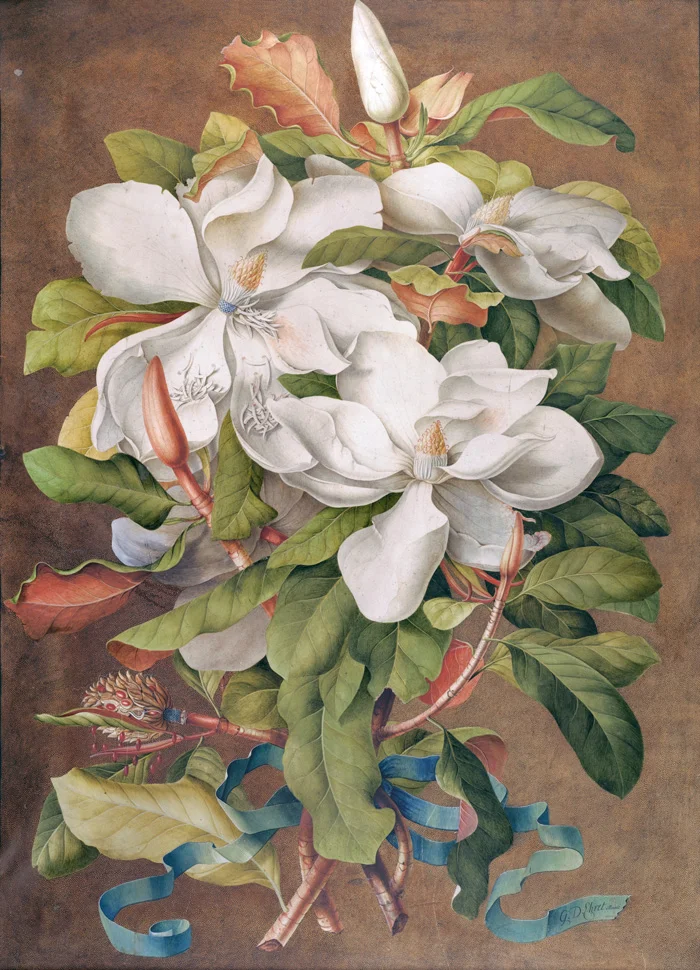 Ehret Magnolia.jpg