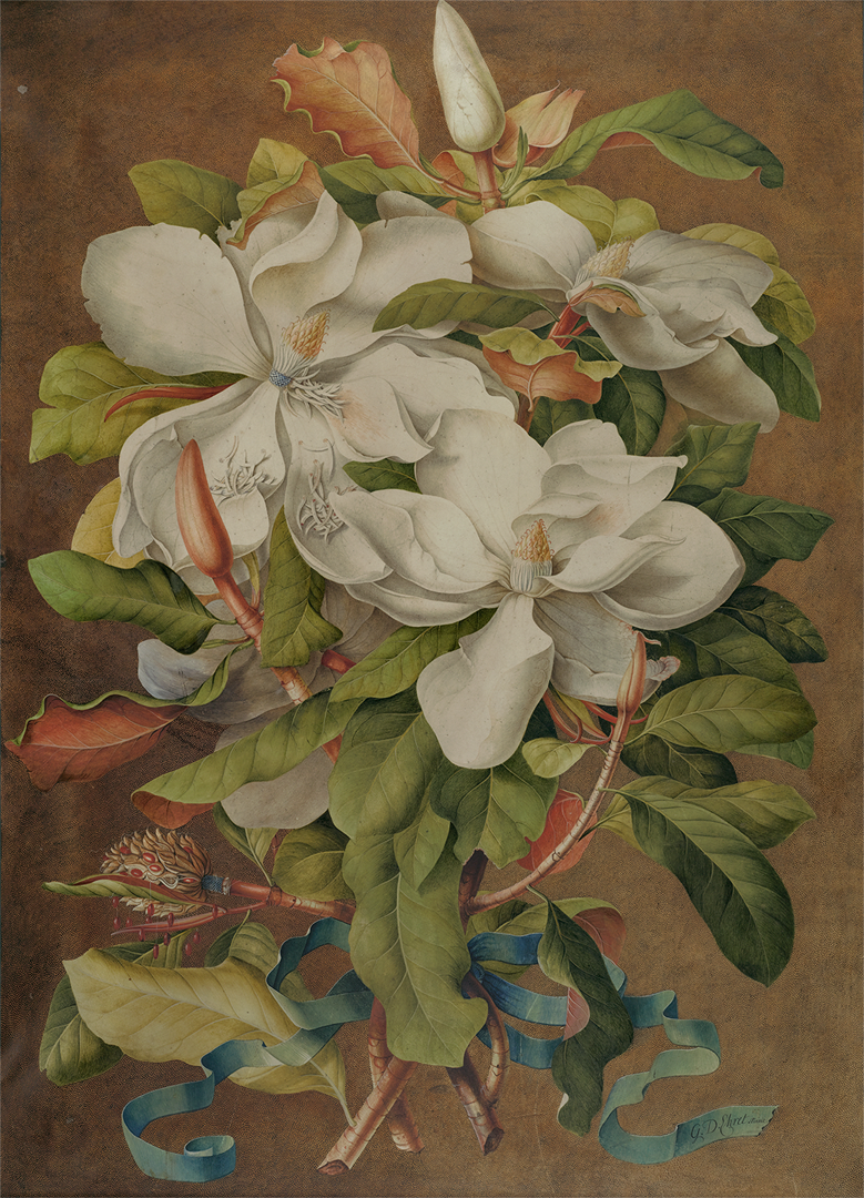   Georg Dionysius Ehret (German)&nbsp;was one of the most renowned botanical painters of the 18th Century. This painting demonstrates his ability to capture the botanical features and sheer exuberance of  Magnolia grandiflora  (ca. 1737) .   
