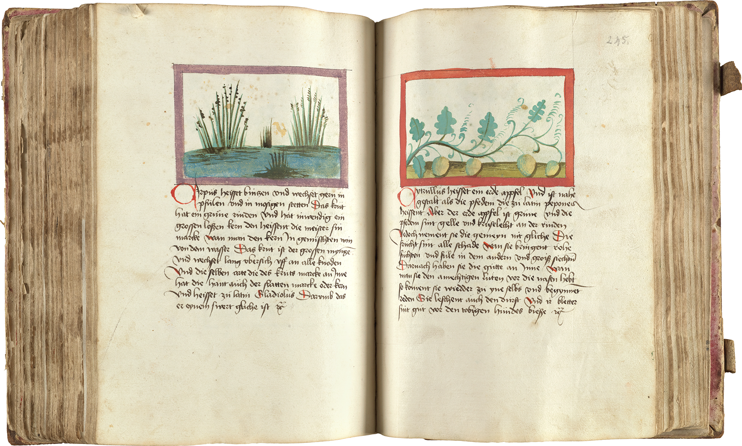   A rare manuscript copy of the 14th-century German  magister  Konrad von Megenberg's  Buch der Natur  is illustrated with drawings about agronomy and natural history.  
