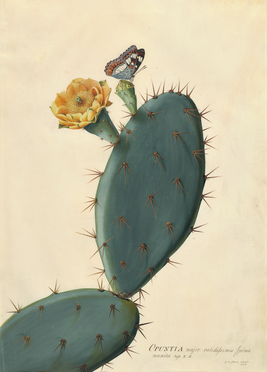  Georg Dionysius Ehret's work demonstrates his attention to detail and mastery of composition.&nbsp; Opuntia , 1758.&nbsp;  