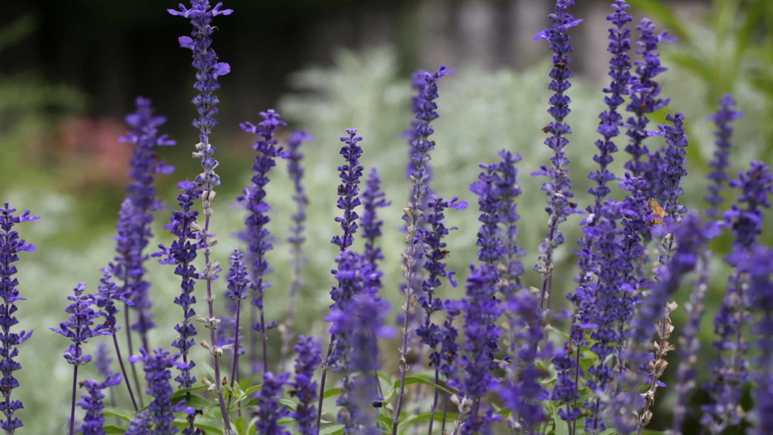 Lavender.jpg