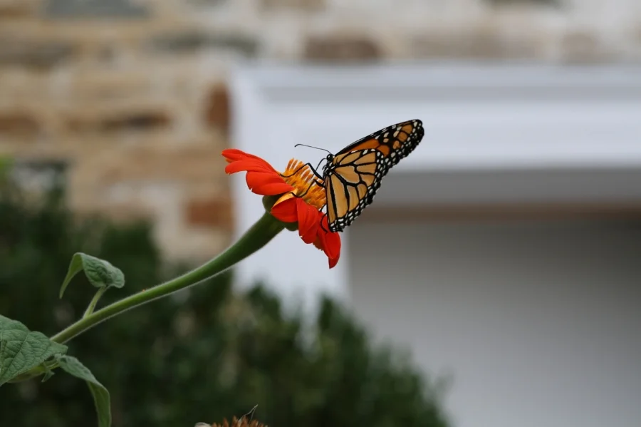 The sweet scents and bright colors of Oak Spring's flowers attract countless butterflies to our grounds, including this monarch. 